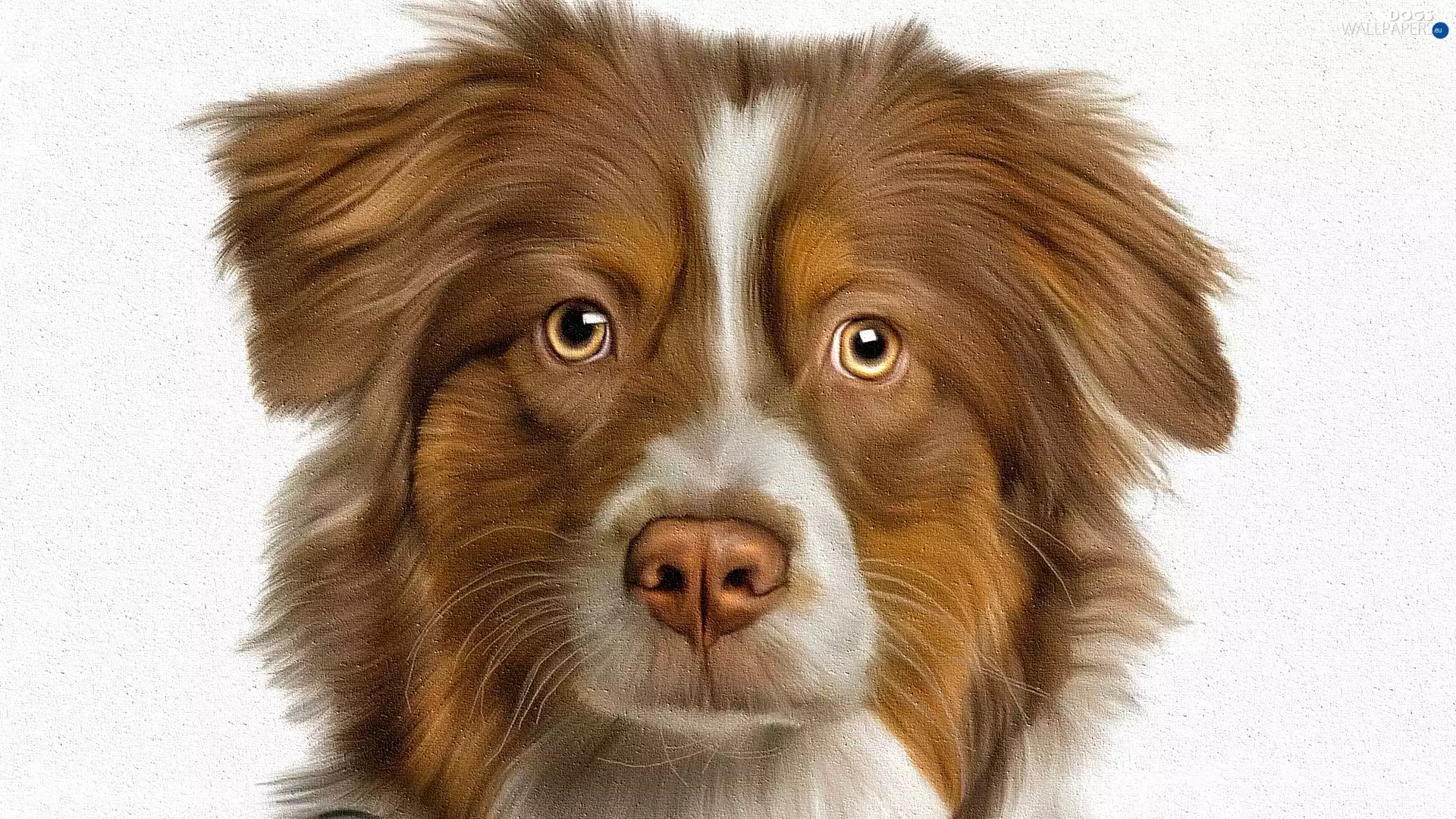 White, background, Australian Shepherd, graphics, dog