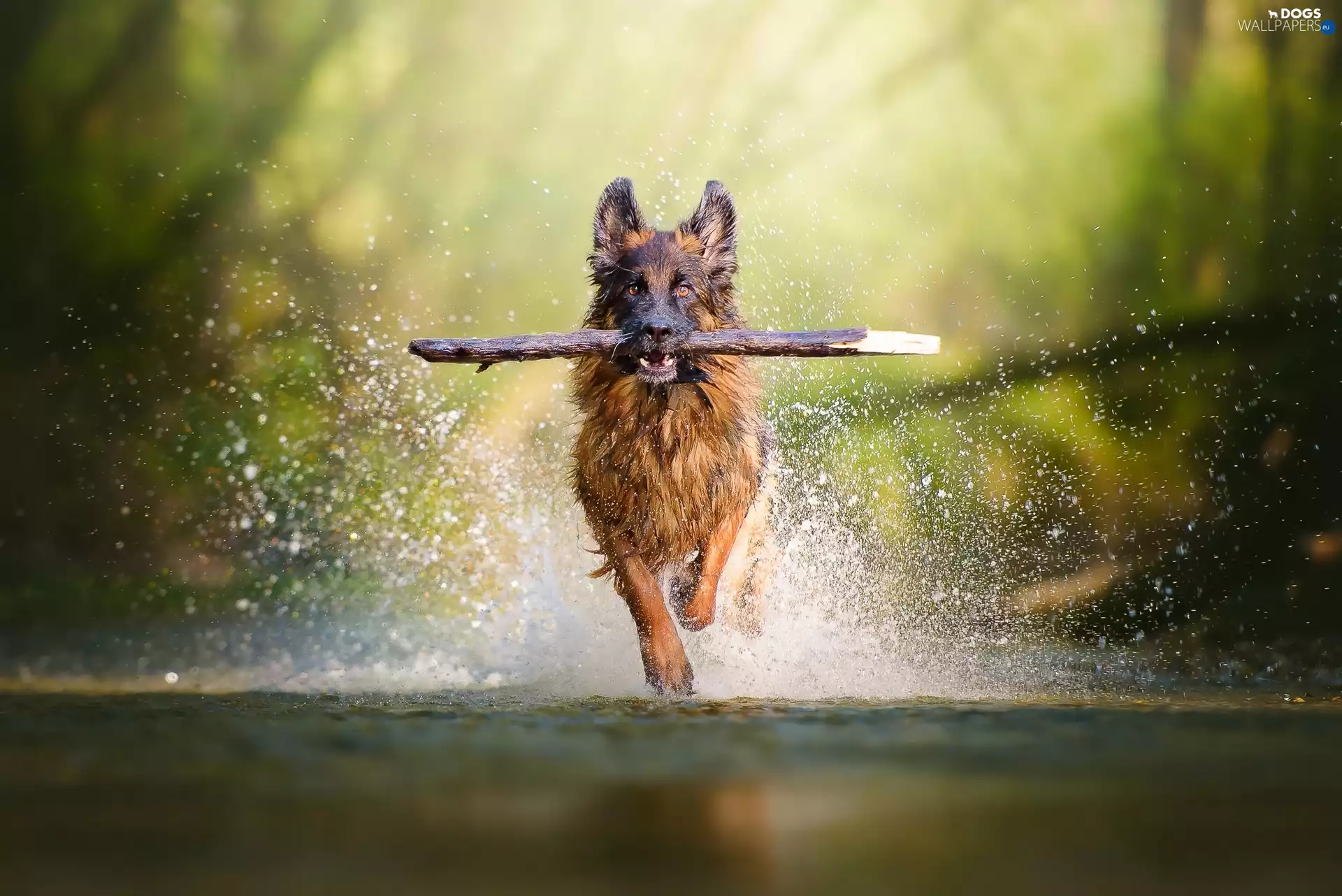 apport, water, German Shepherd, stick, dog