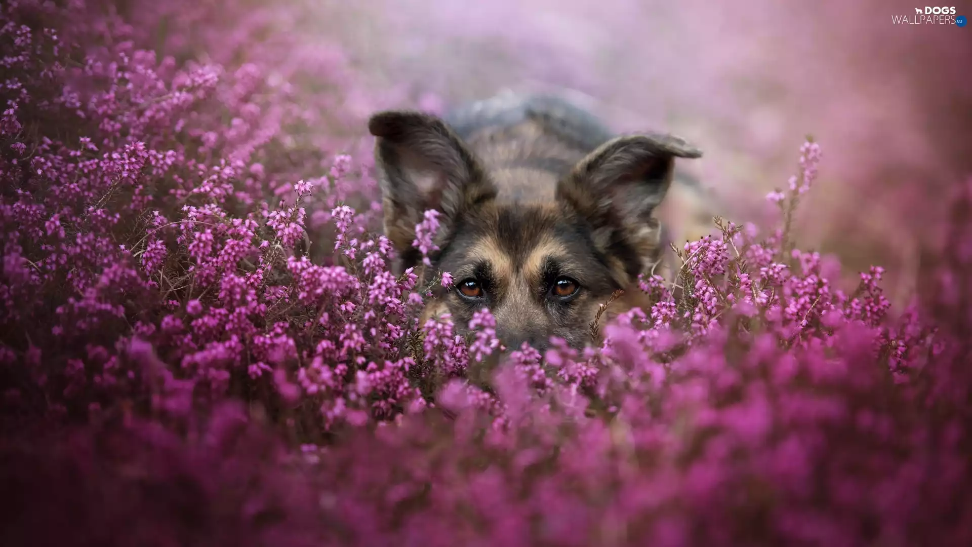 Eyes, heather, German Shepherd, muzzle, dog