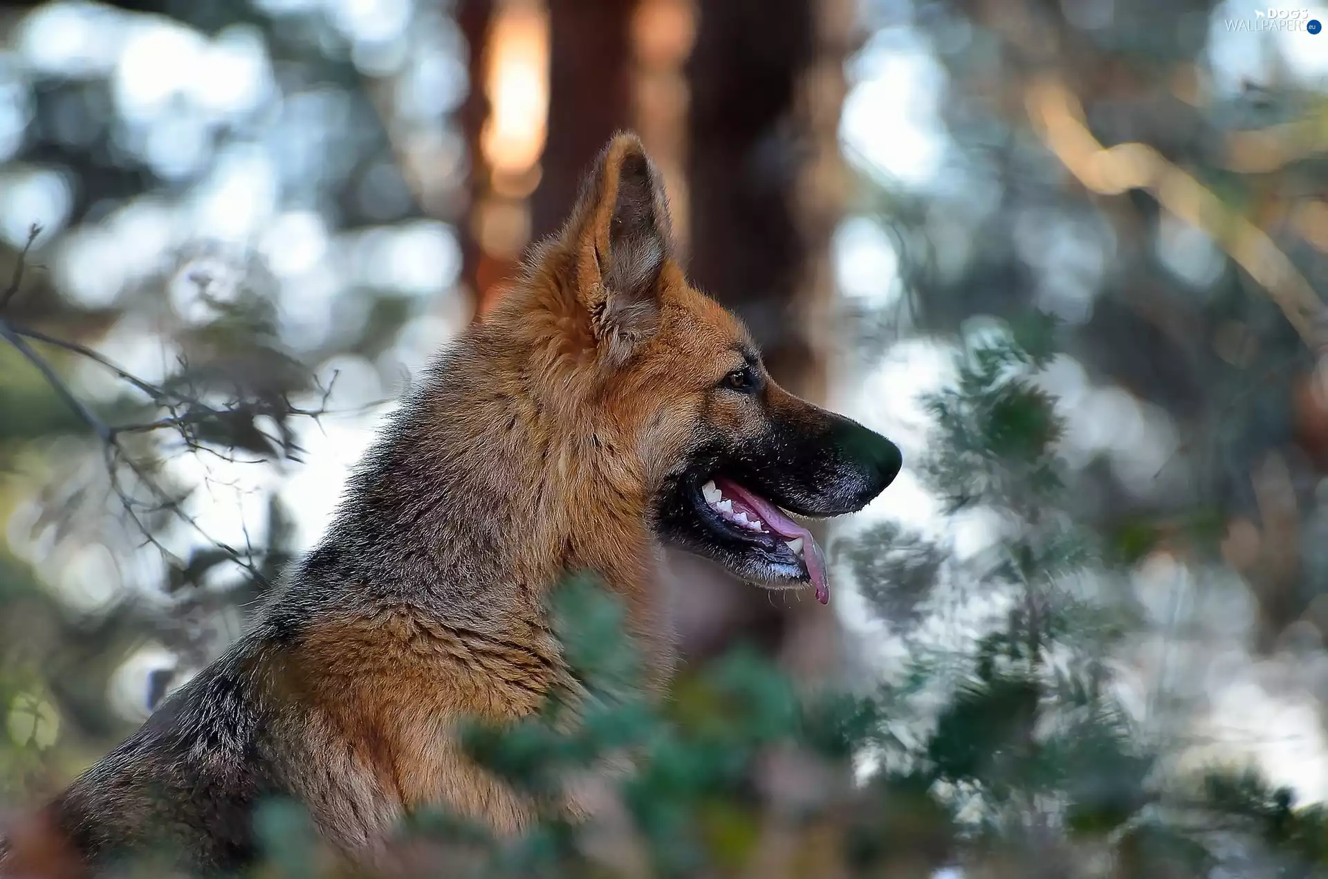 Leaf, blur, German Shepherd, trees, dog