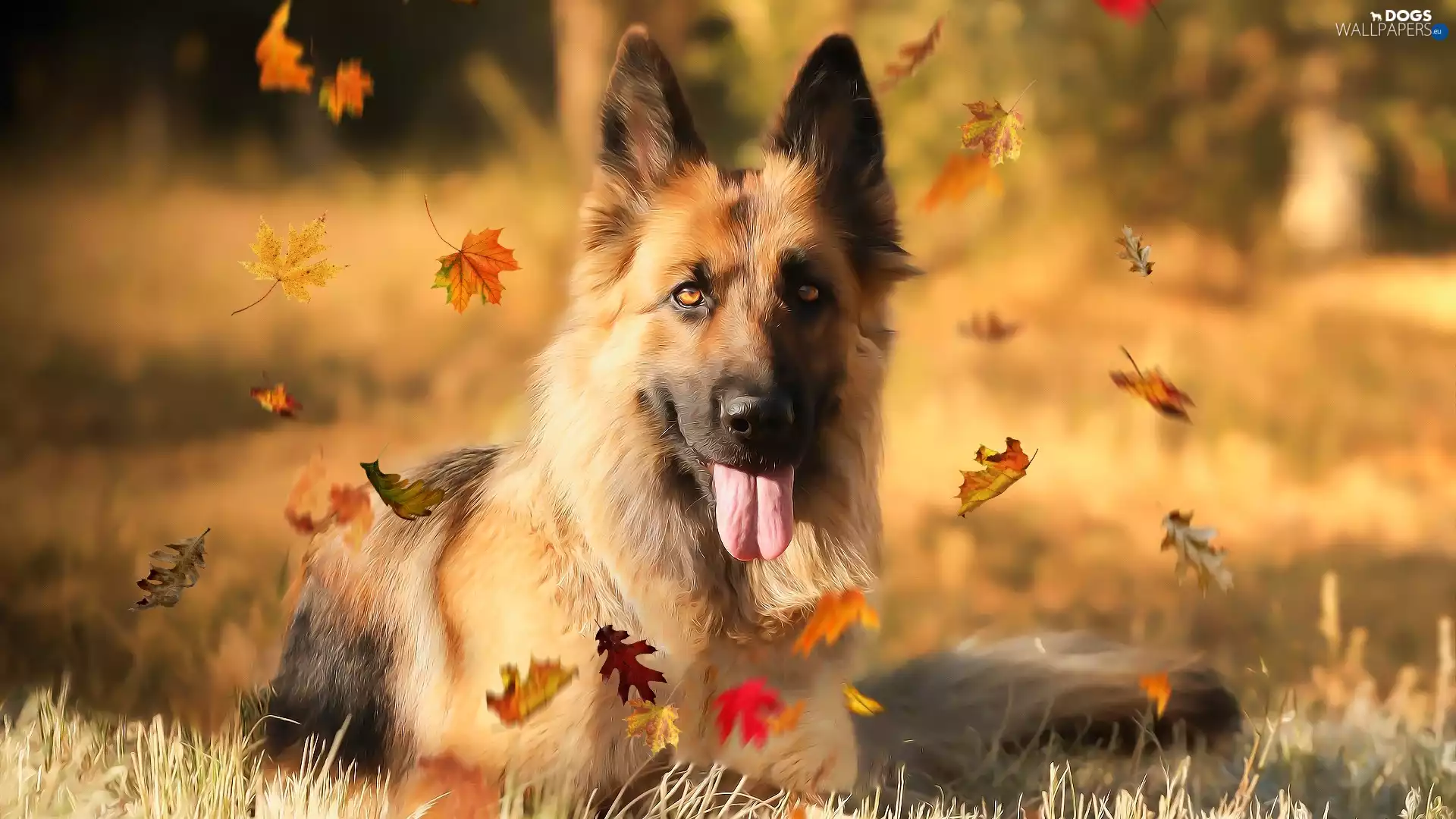 dog, Leaf, German Shepherd