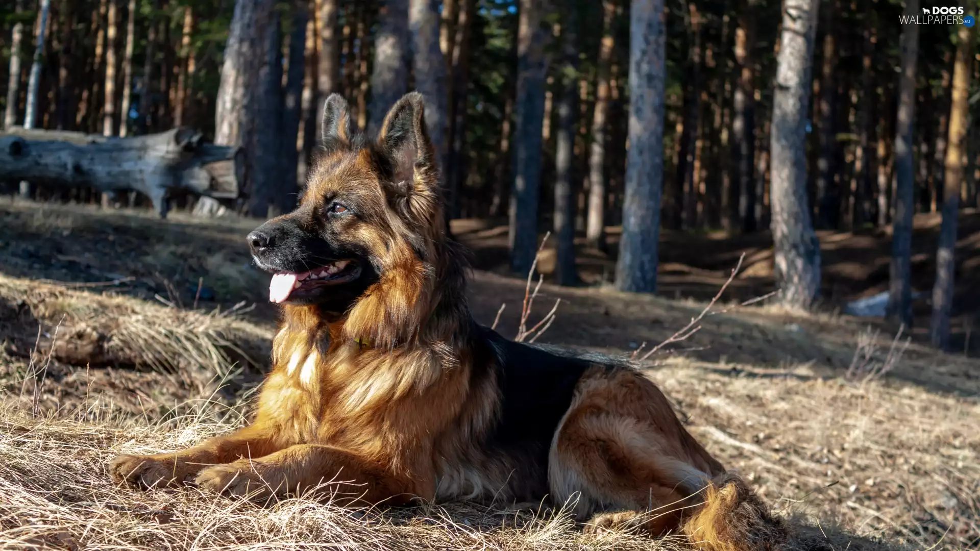 Long Haired German Shepherd, lying, dog
