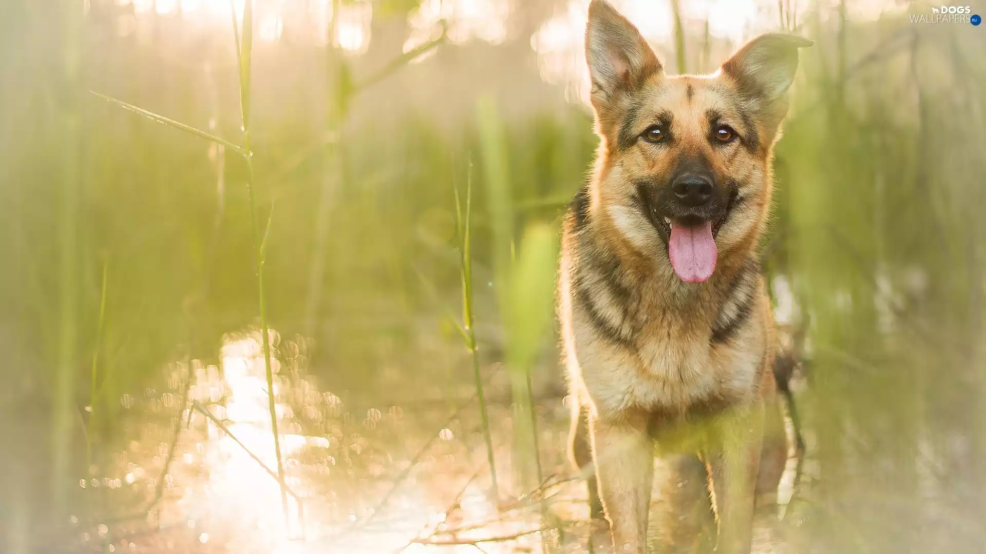 scrub, grass, German Shepherd, water, dog