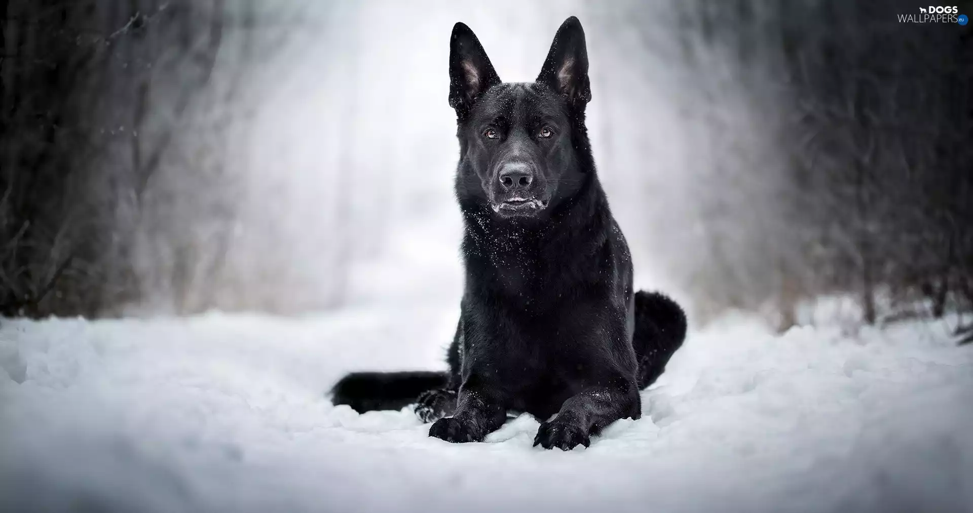 snow, Black German Shepherd Dog, dog