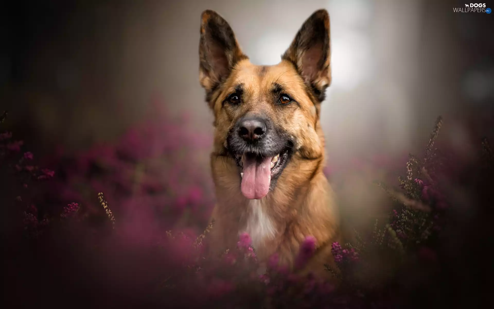 Tounge, heathers, German Shepherd, muzzle, dog