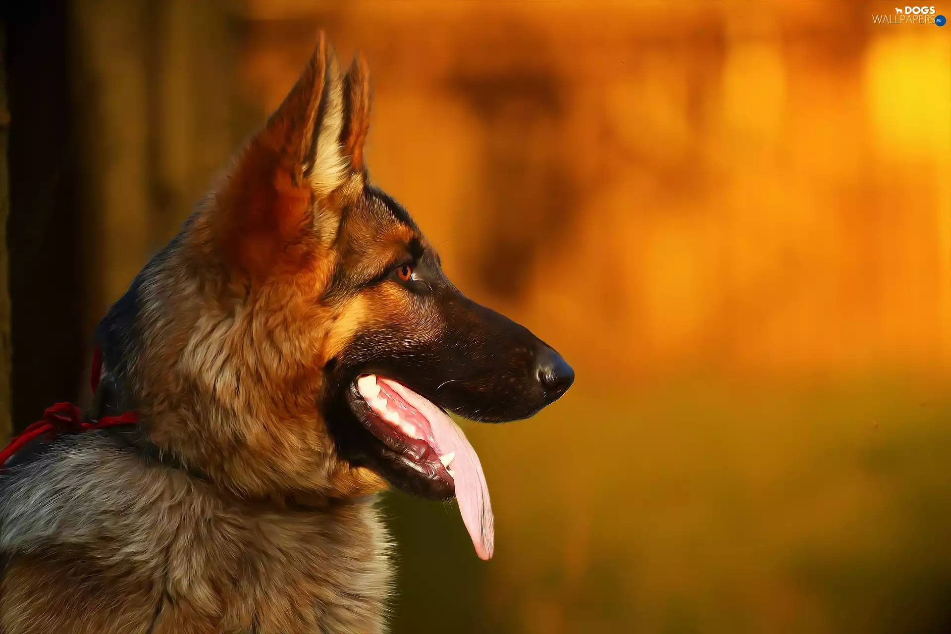 Tounge, graphics, German Shepherd, profile, dog