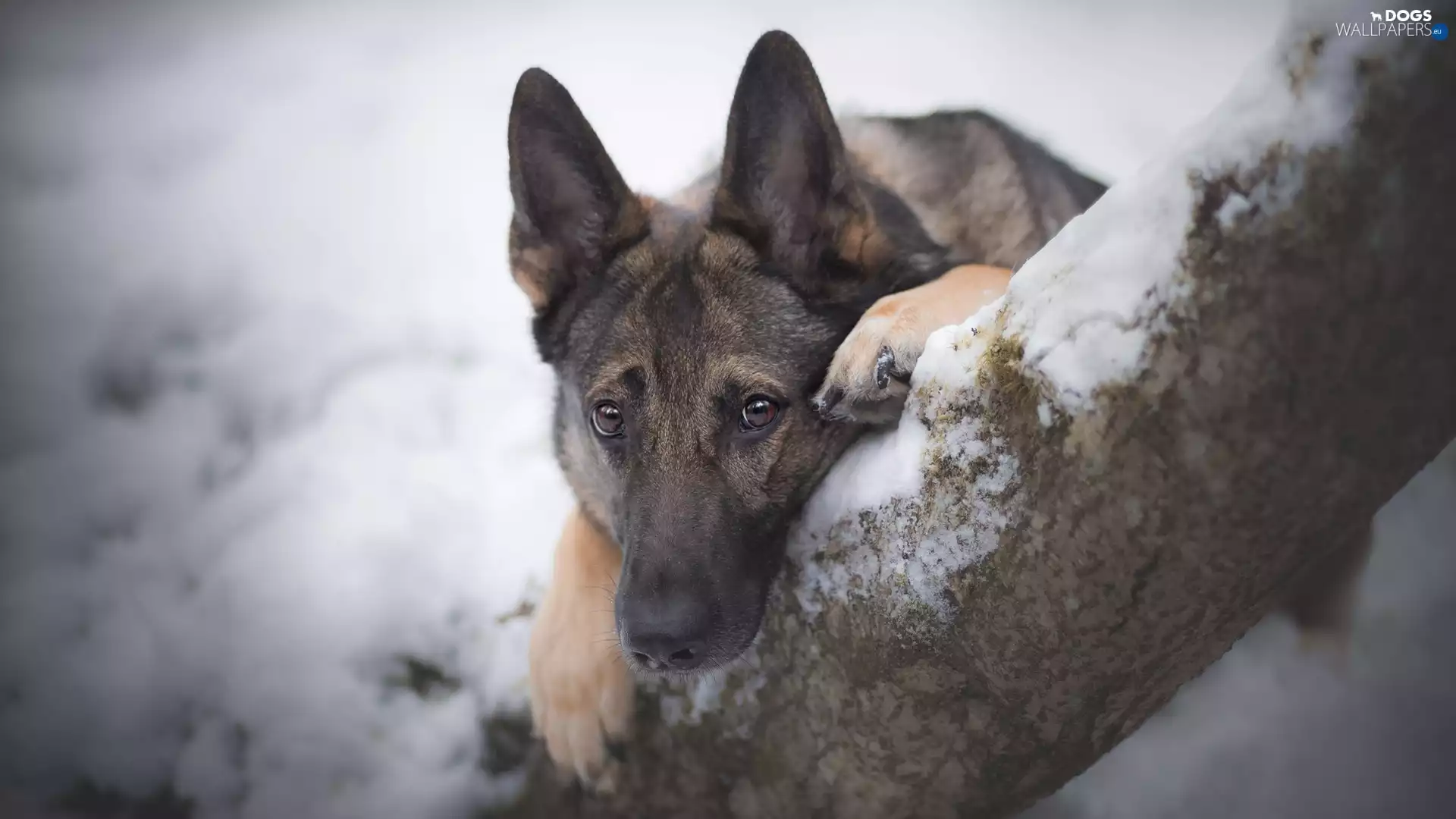 trees, snow, German Shepherd, muzzle, dog