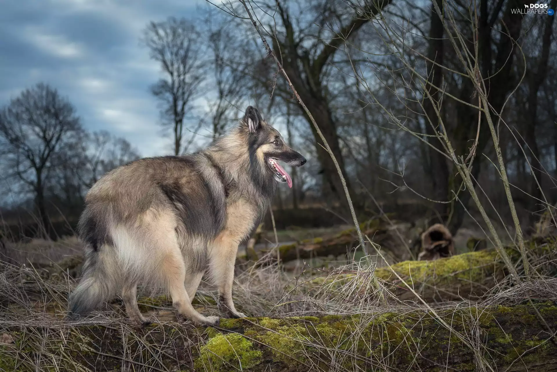 viewes, grass, German Shepherd, trees, dog