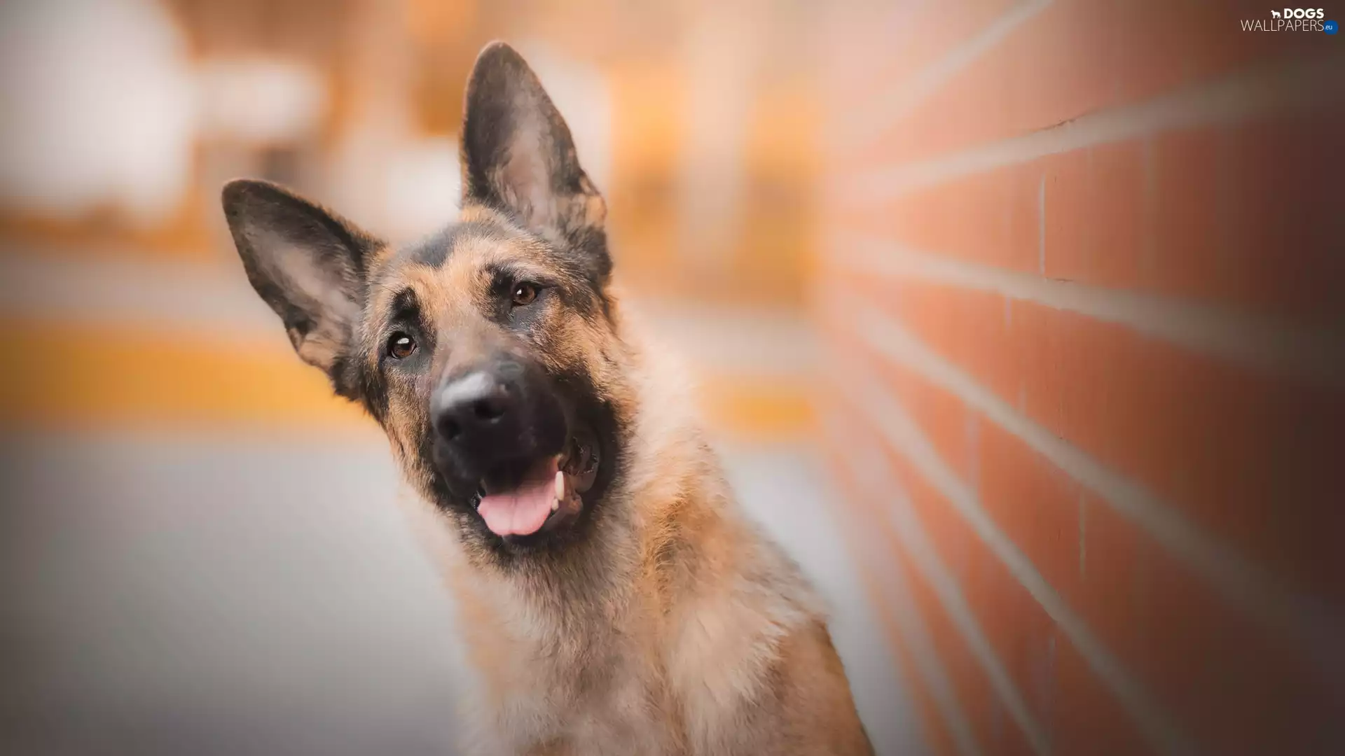 wall, brick, German Shepherd, muzzle, dog