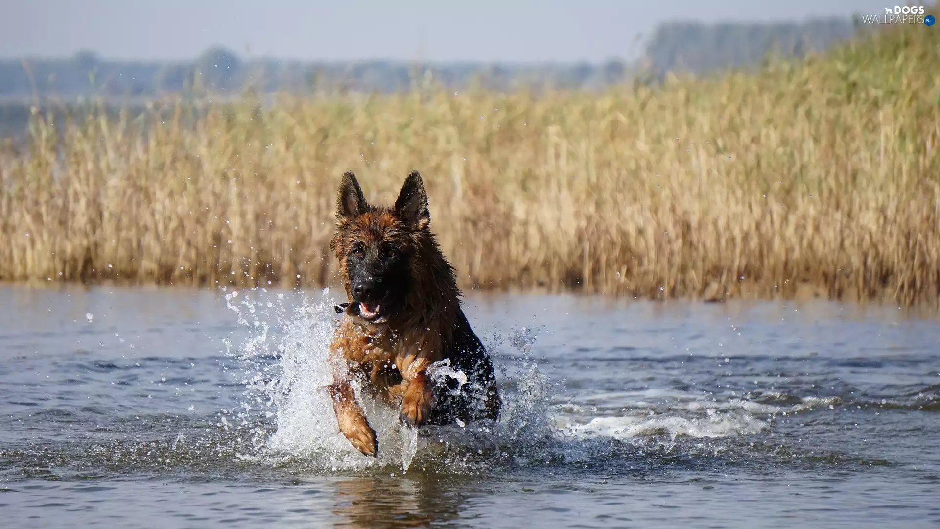 water, rushes, German Shepherd, lake, dog