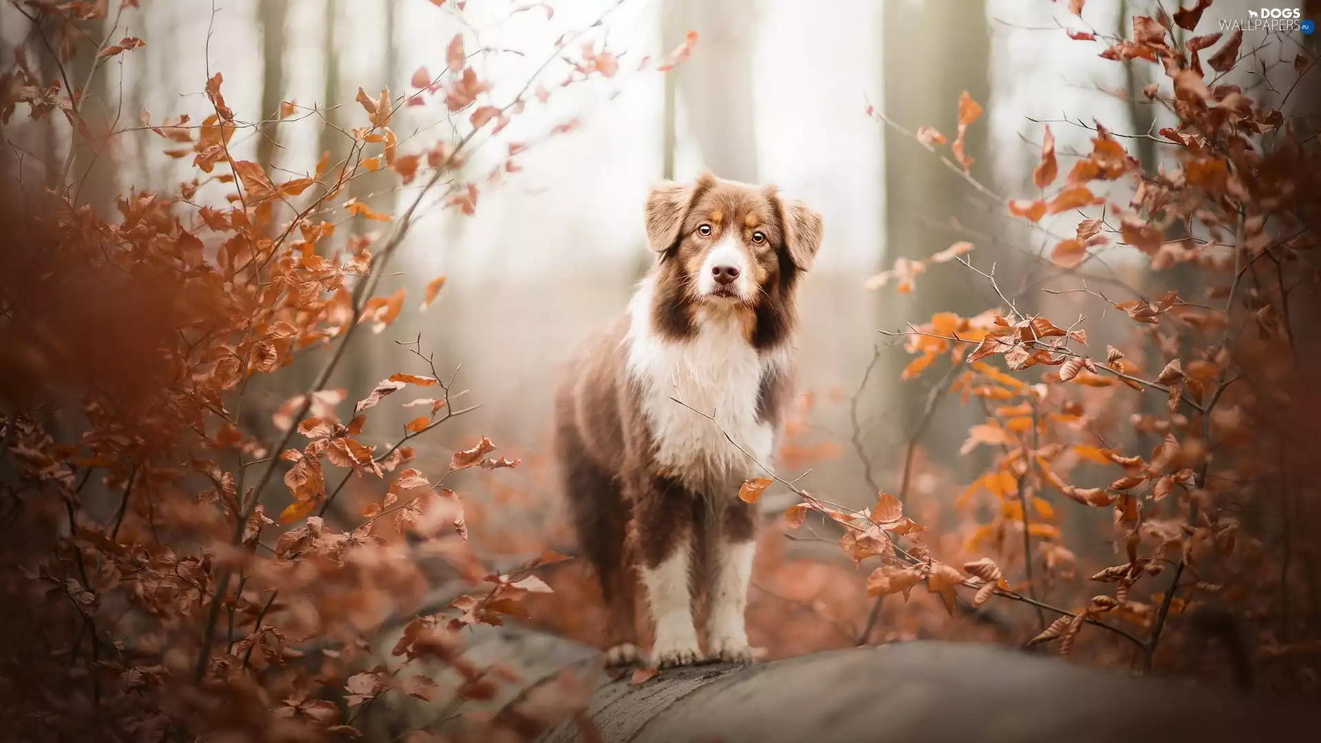 branch pics, dog, Bush, Leaf, trunk, Australian Shepherd