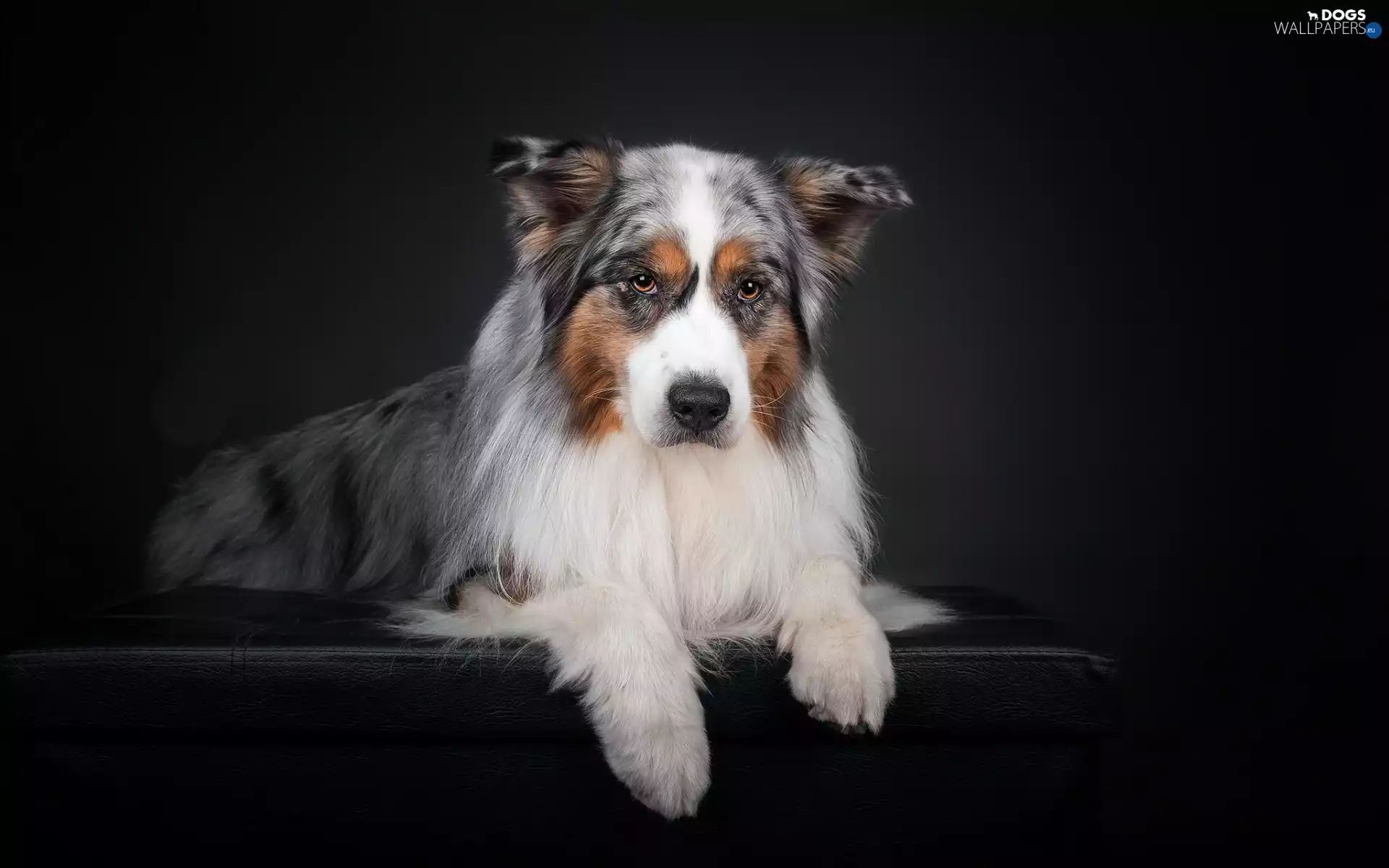 Australian Shepherd, dog, Australian Shepherd
