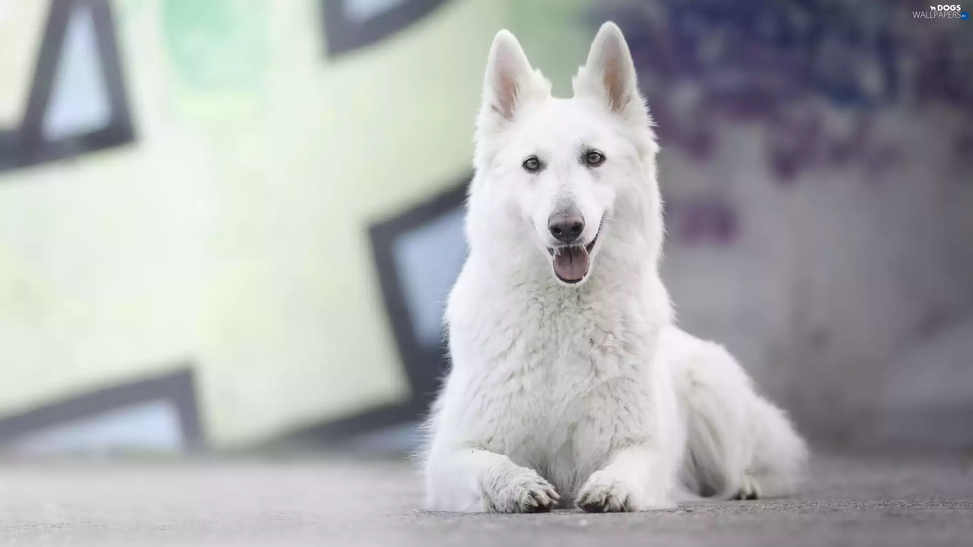 dog, White Swiss Shepherd
