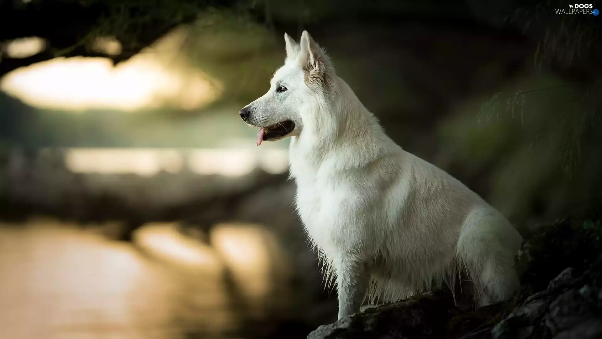 dog, White Swiss Shepherd