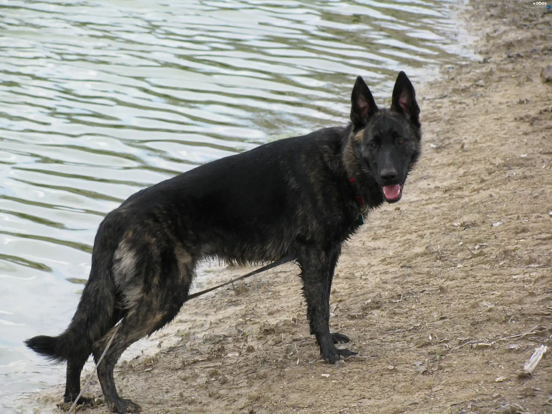 Dutch Shepherd, mouth