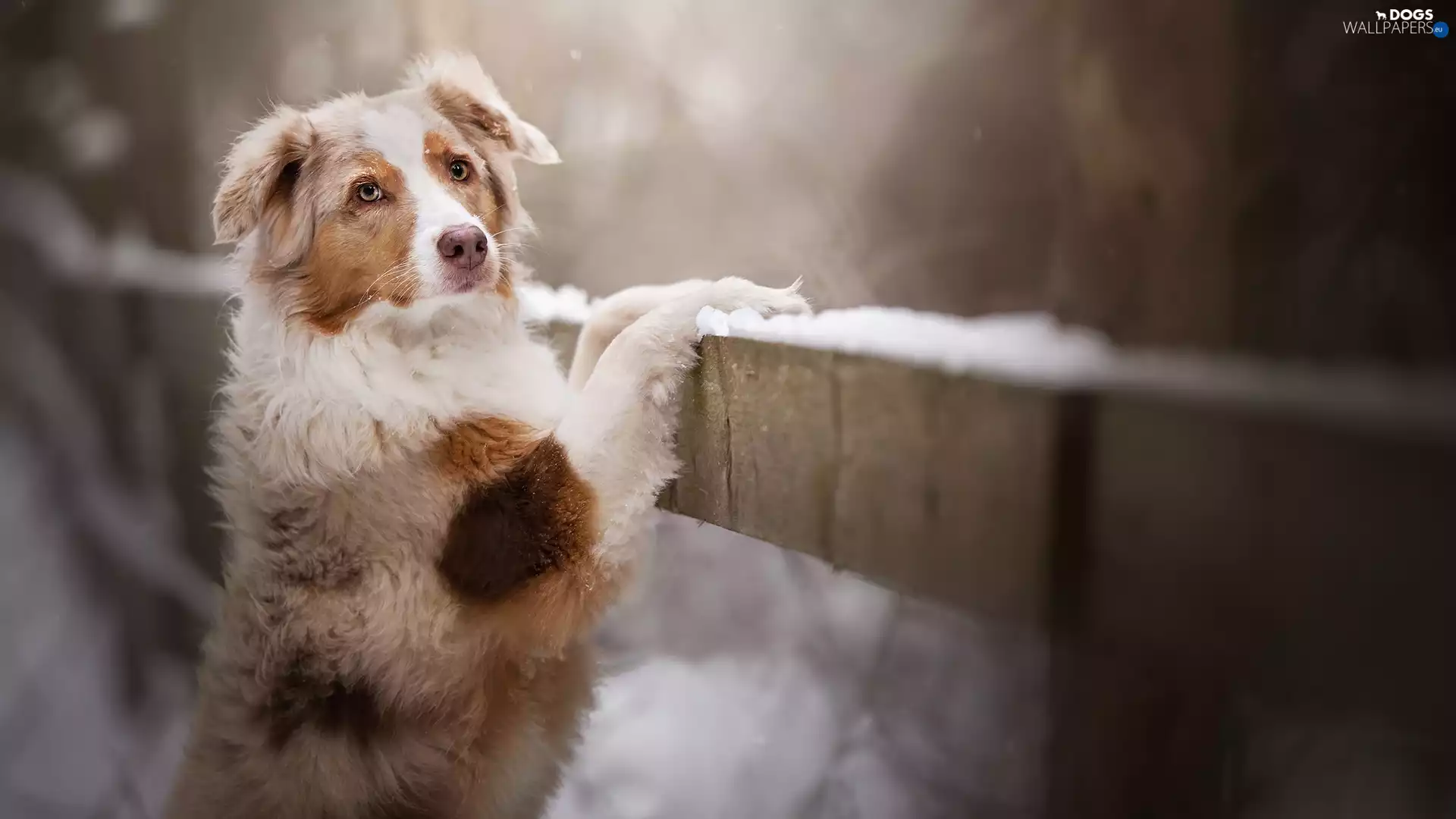 Fance, dog, Australian Shepherd