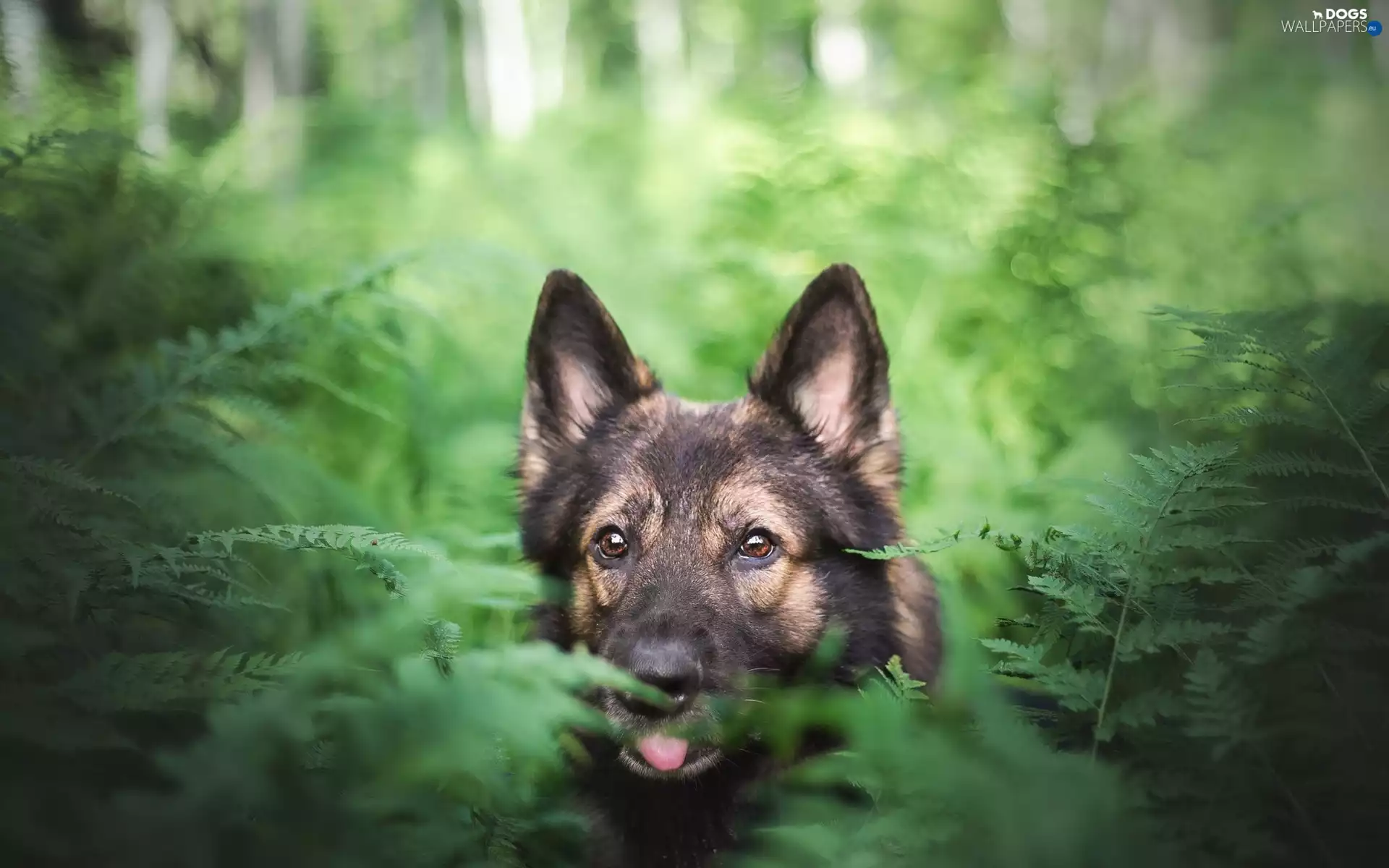 fern, dog, German Shepherd