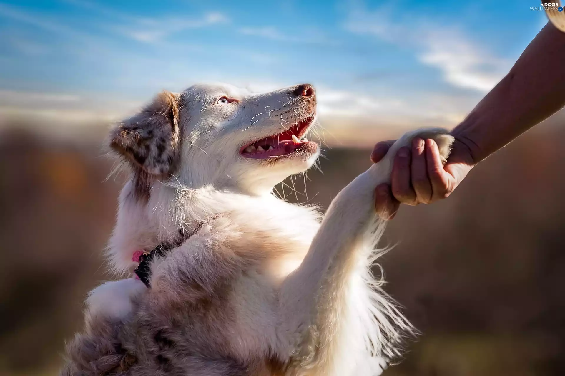 friends, hand, Australian Shepherd