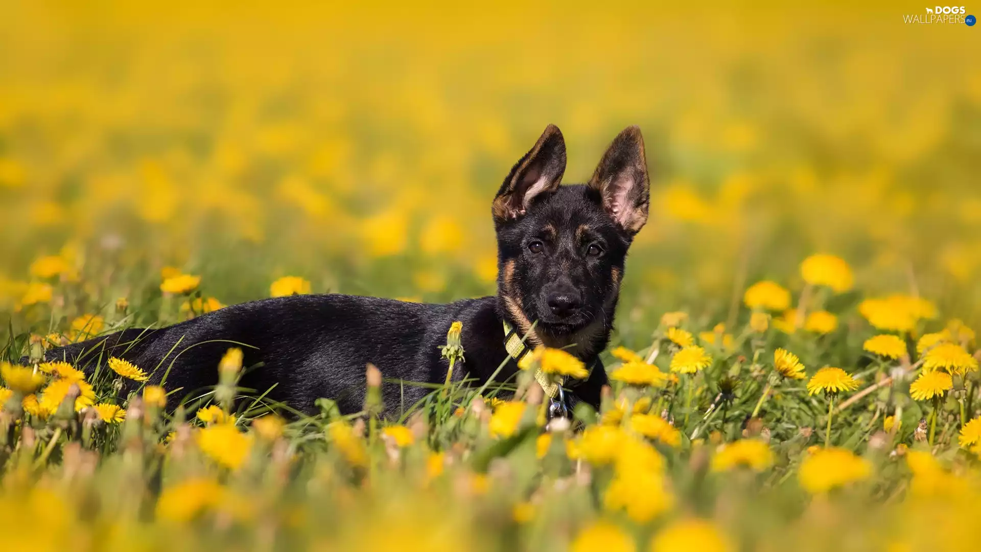 Meadow, Puppy, fuzzy, background, Common Dandelion, German Shepherd
