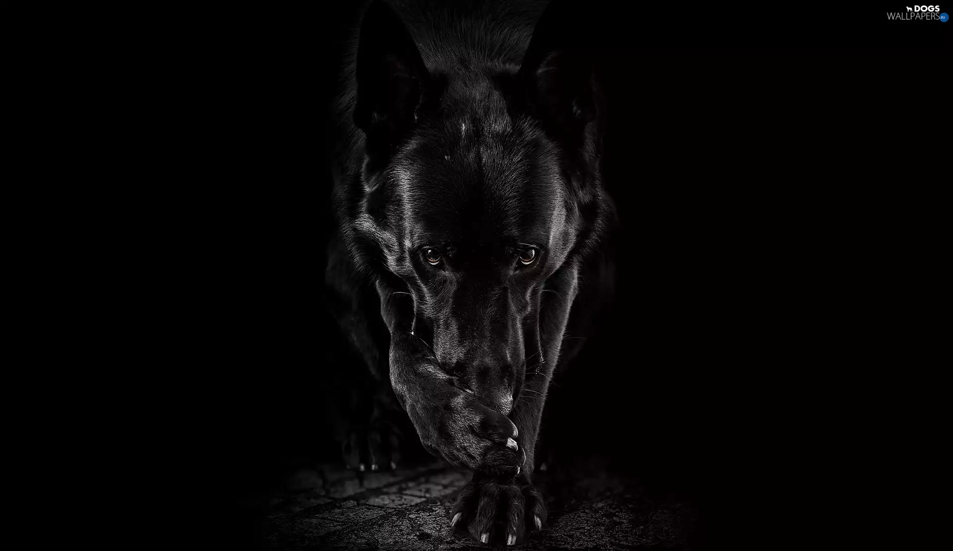 Black, Black German Shepherd, black background, dog