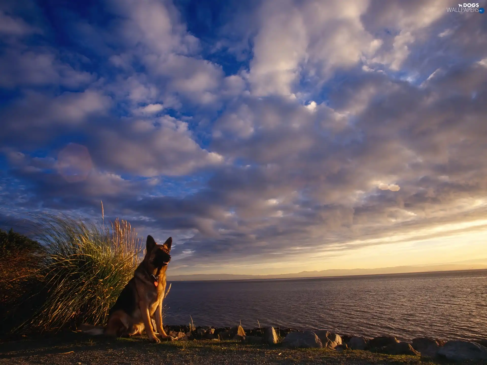 German Shepherd, dog