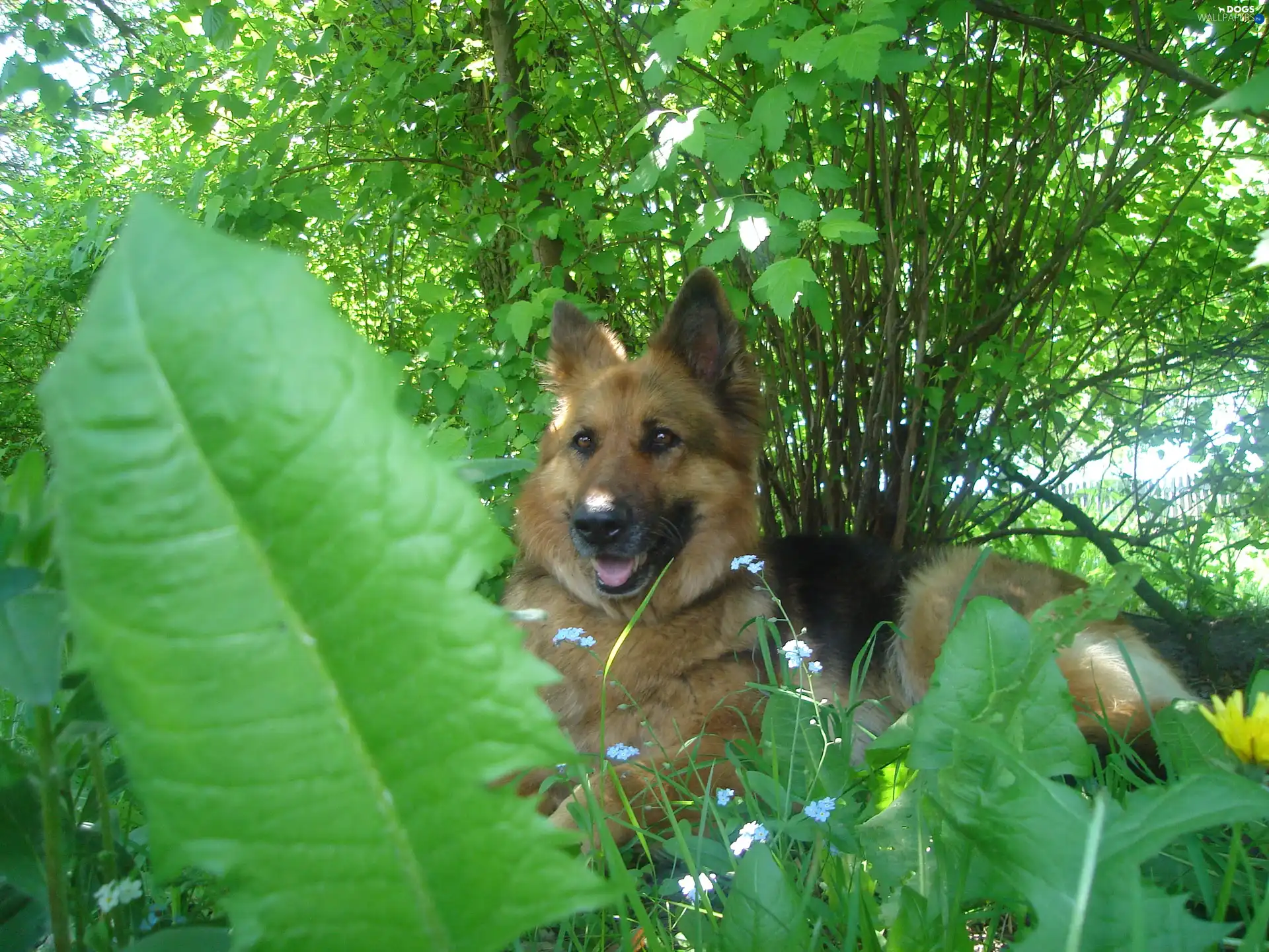 German Shepherd, dog