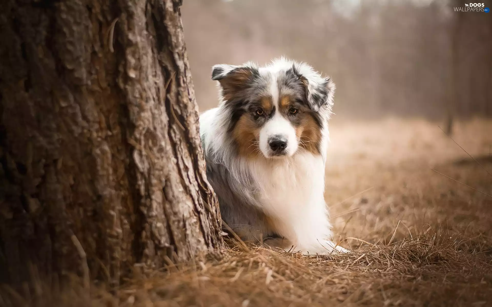 grass, trees, Australian Shepherd