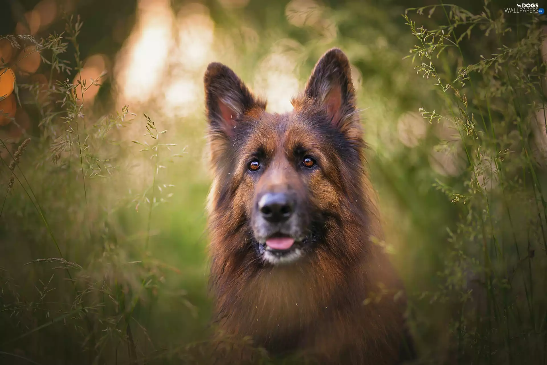 grass, dog, German Shepherd