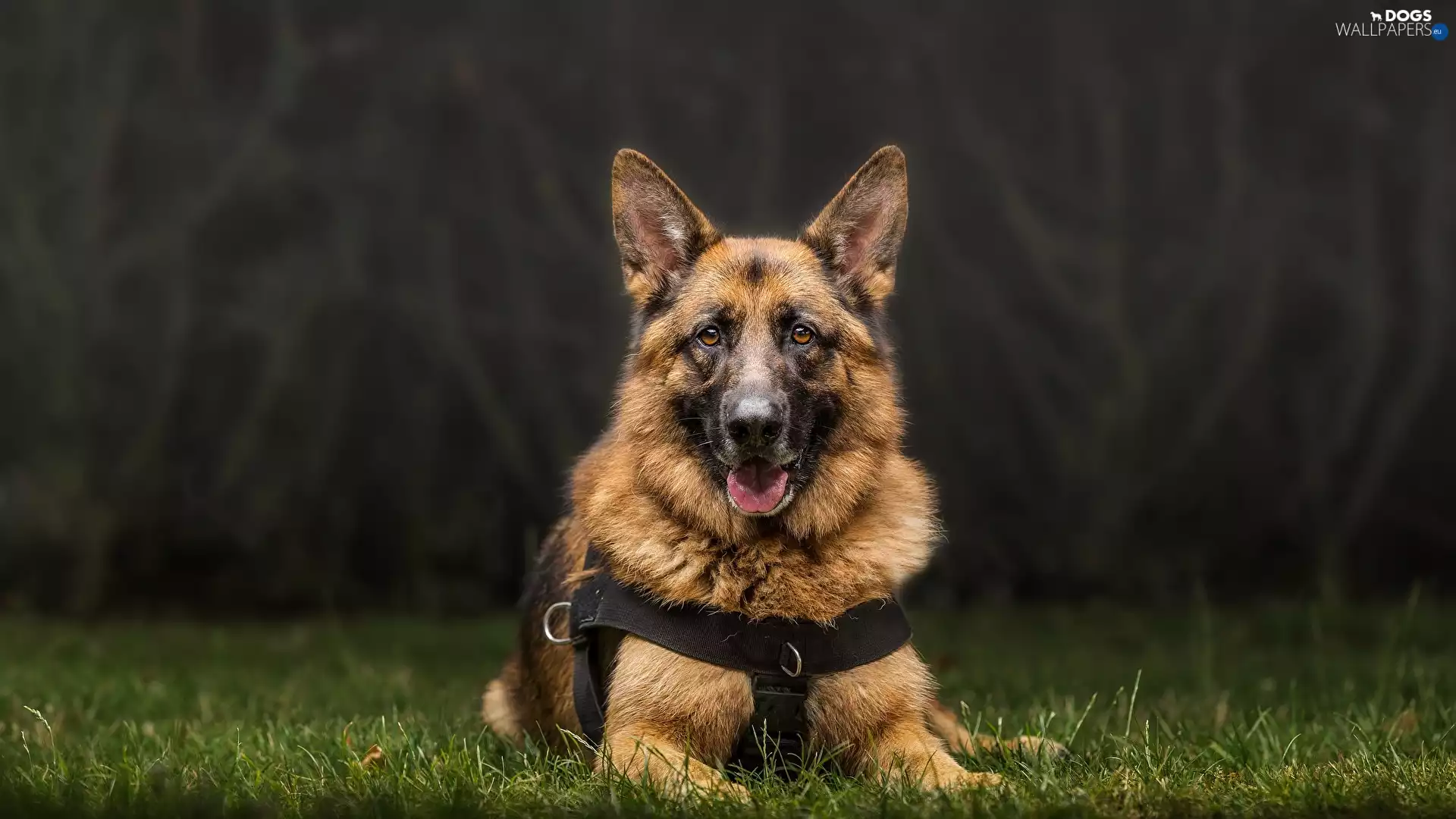grass, dog, German Shepherd