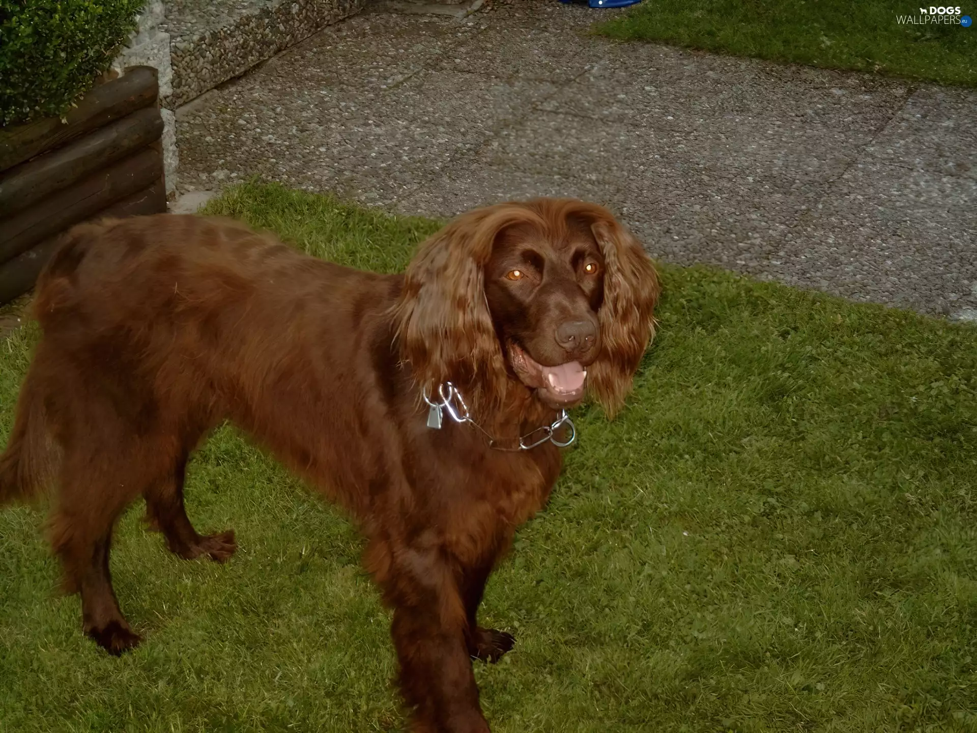 Pavement, Pointer German Shepherd Dog, grass