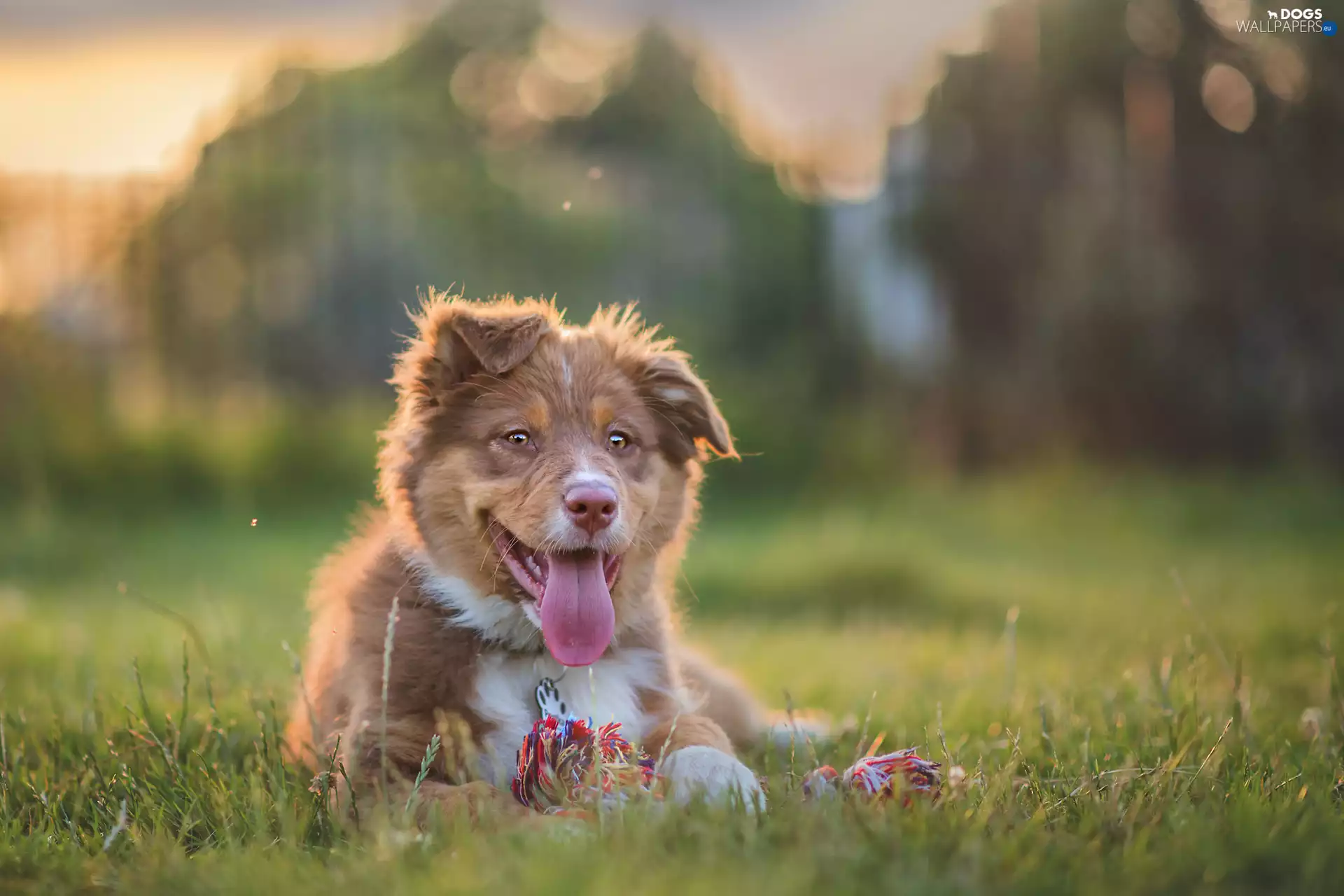 Australian Shepherd, grass, toy, Meadow