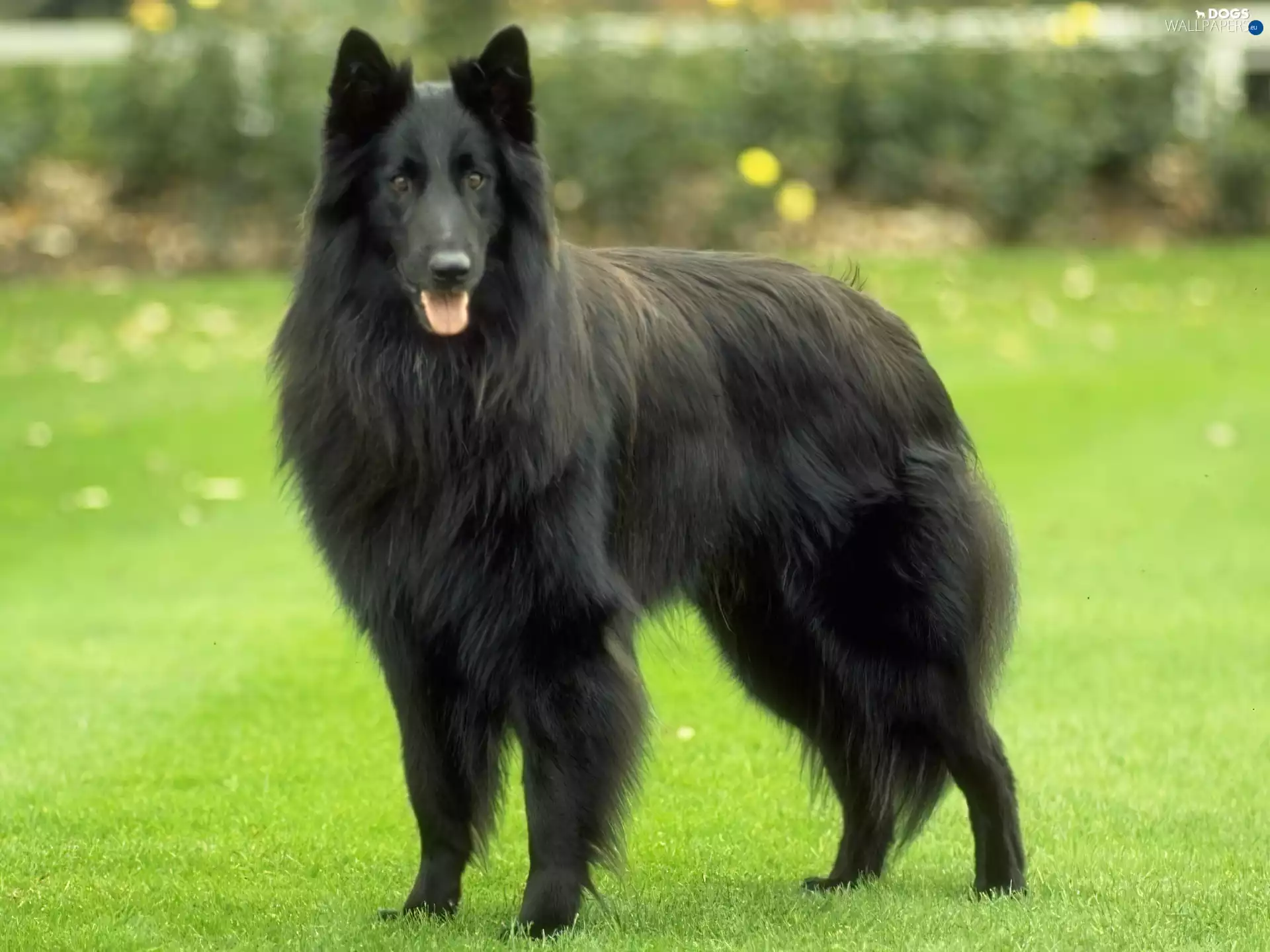 Belgian Shepherd Groenendael, Beatyfull, Big