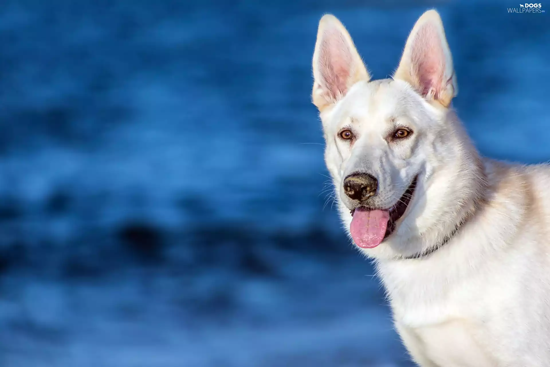 happy, White Swiss Shepherd