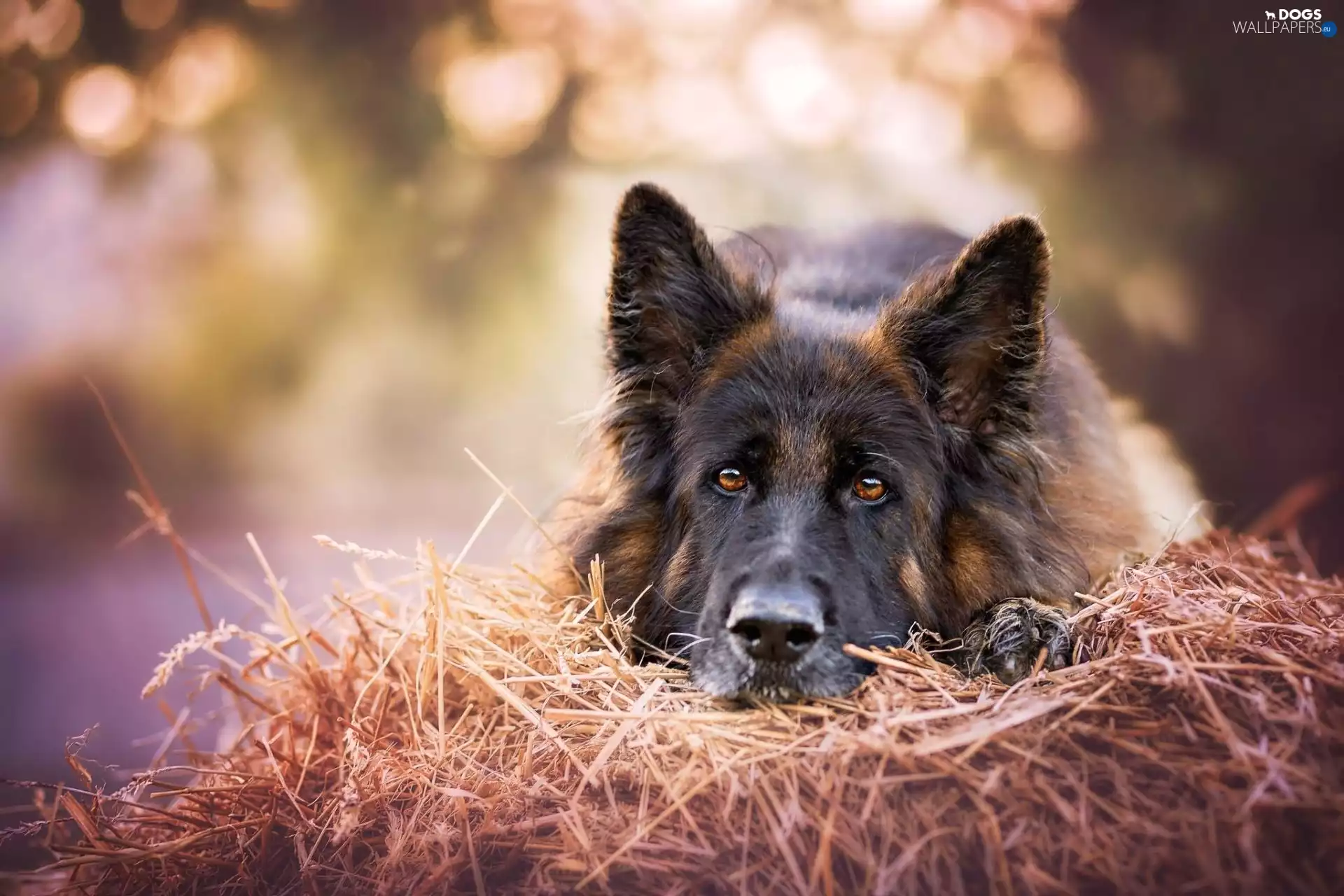 Hay, dog, German Shepherd