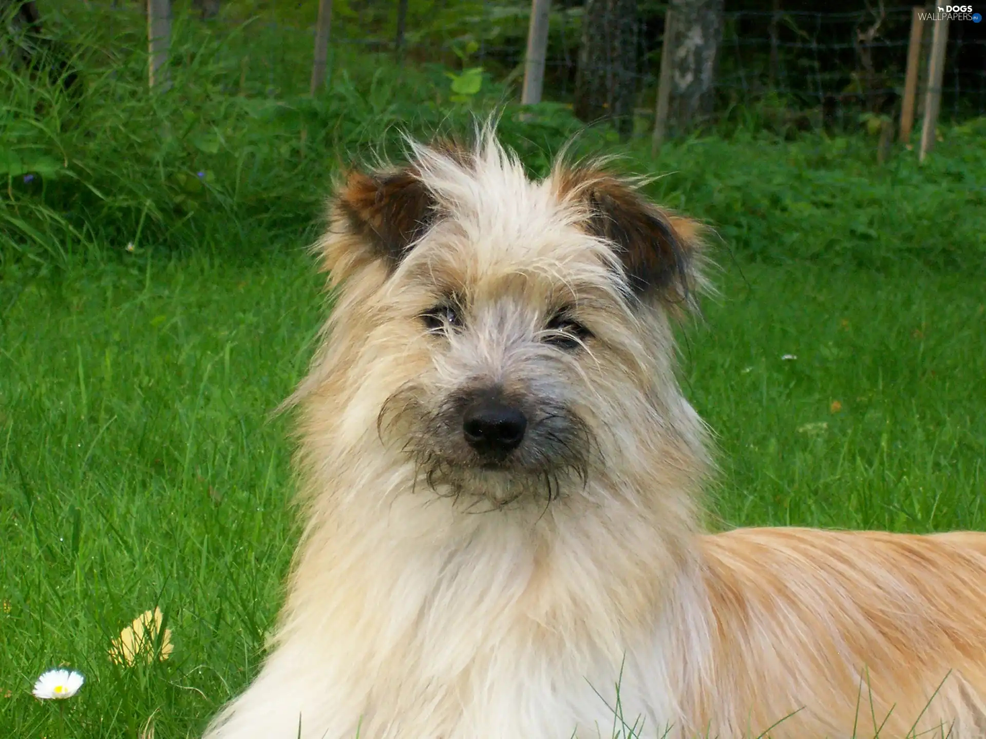 Pyrenean Shepherd, Berger des Pyr?n?es, Head