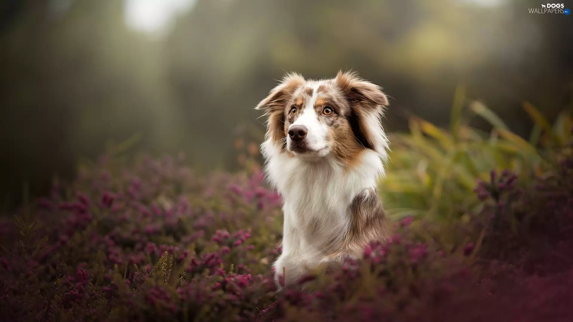 heathers, dog, Australian Shepherd
