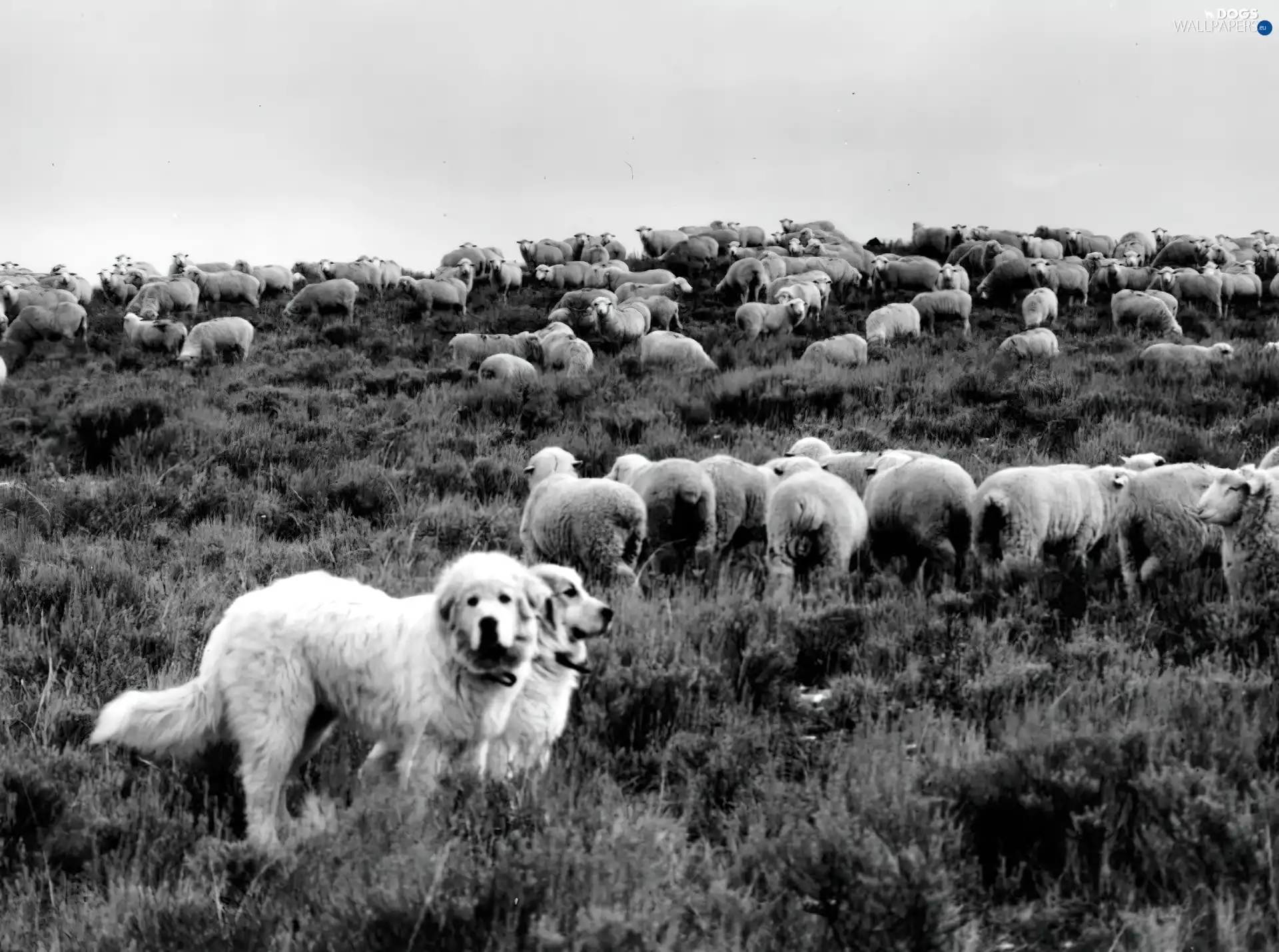 Sheep, Shepherd Hungarian Kuvasz, herd