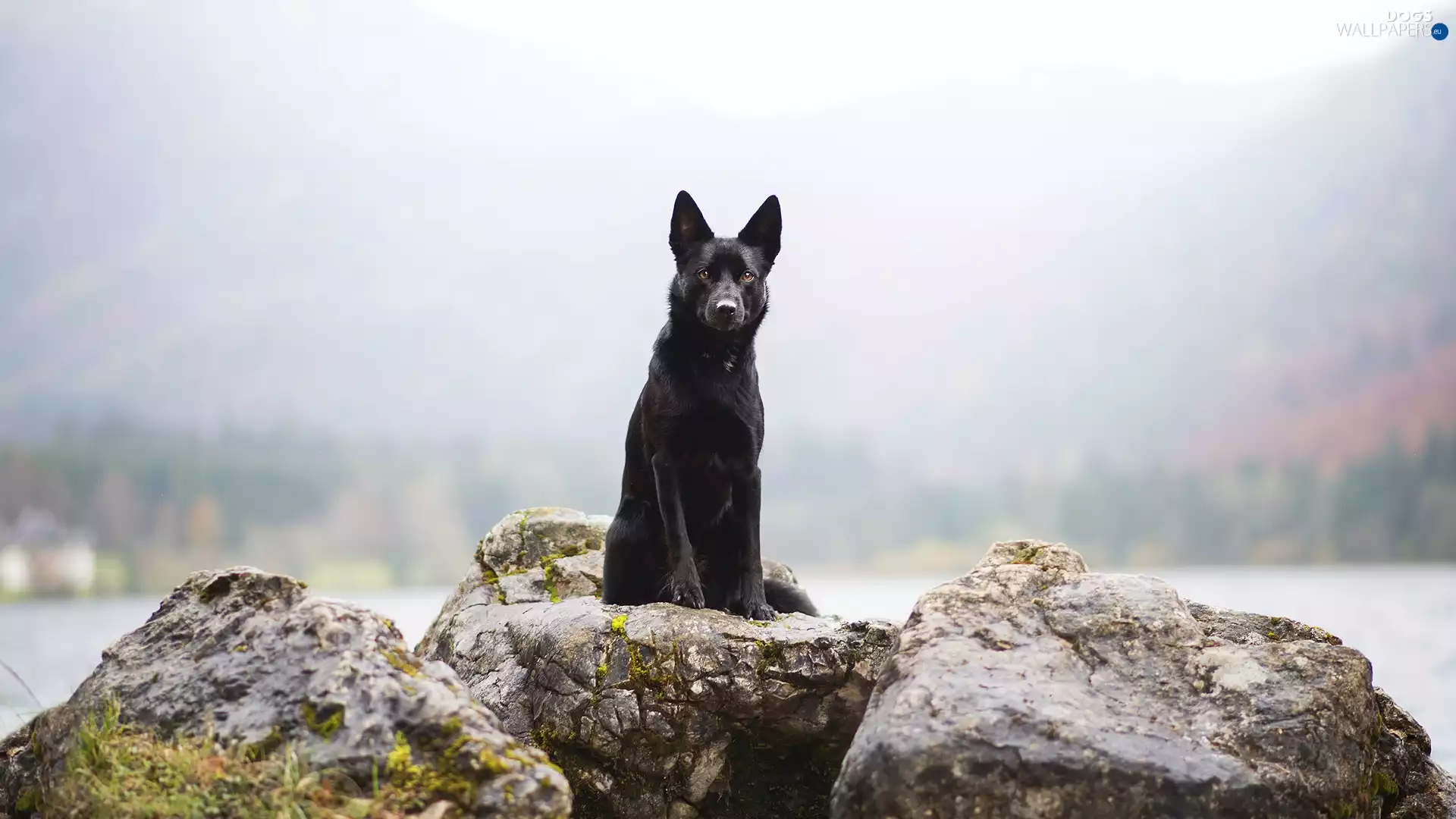 Australian Shepherd Kelpie, rocks, dog