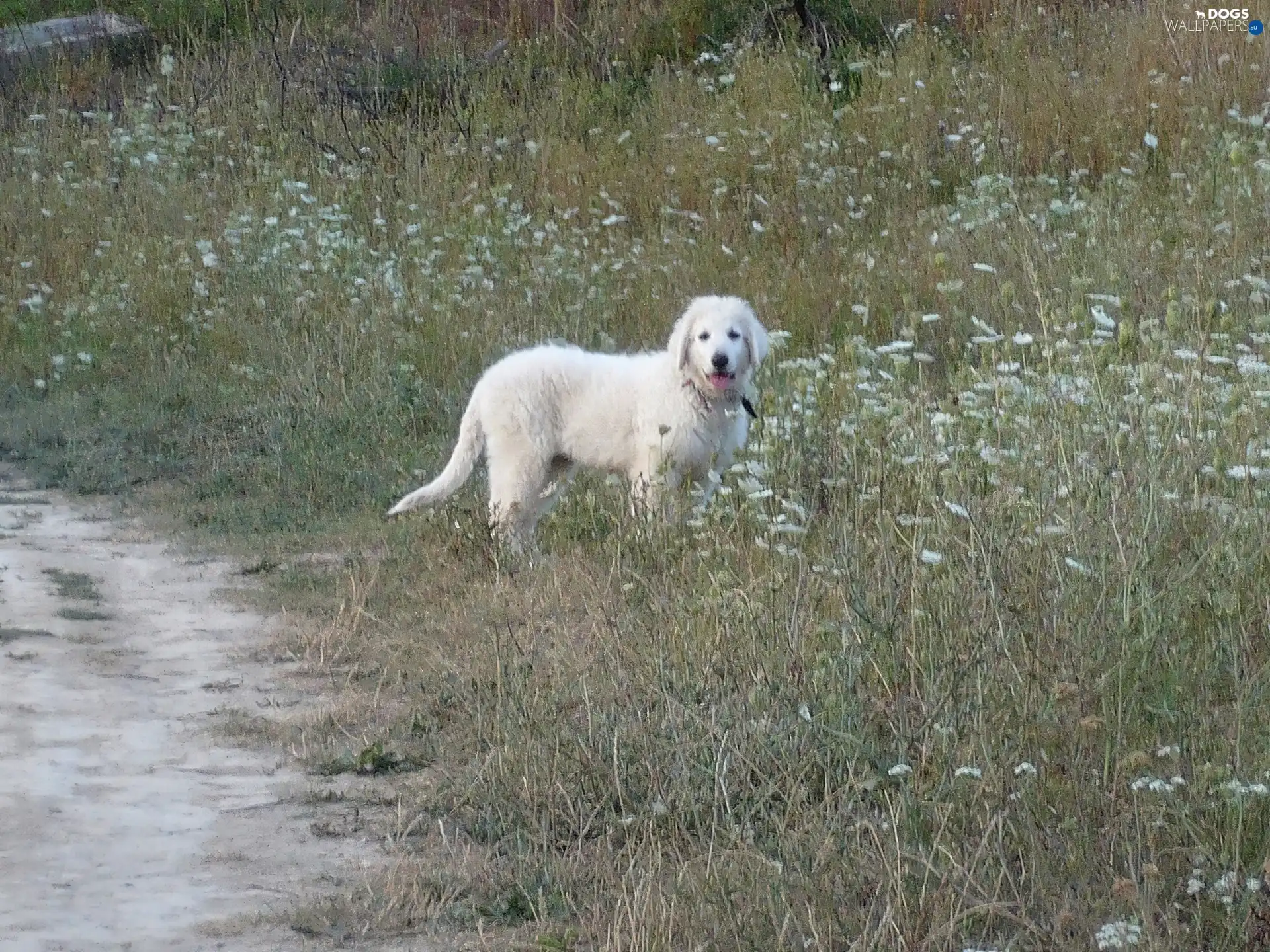 Shepherd Hungarian Kuvasz, White
