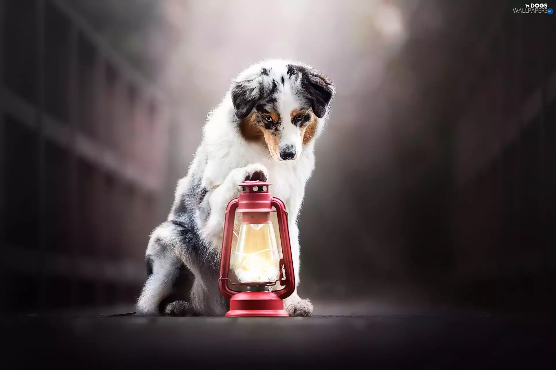 Lamp, dog, Australian Shepherd