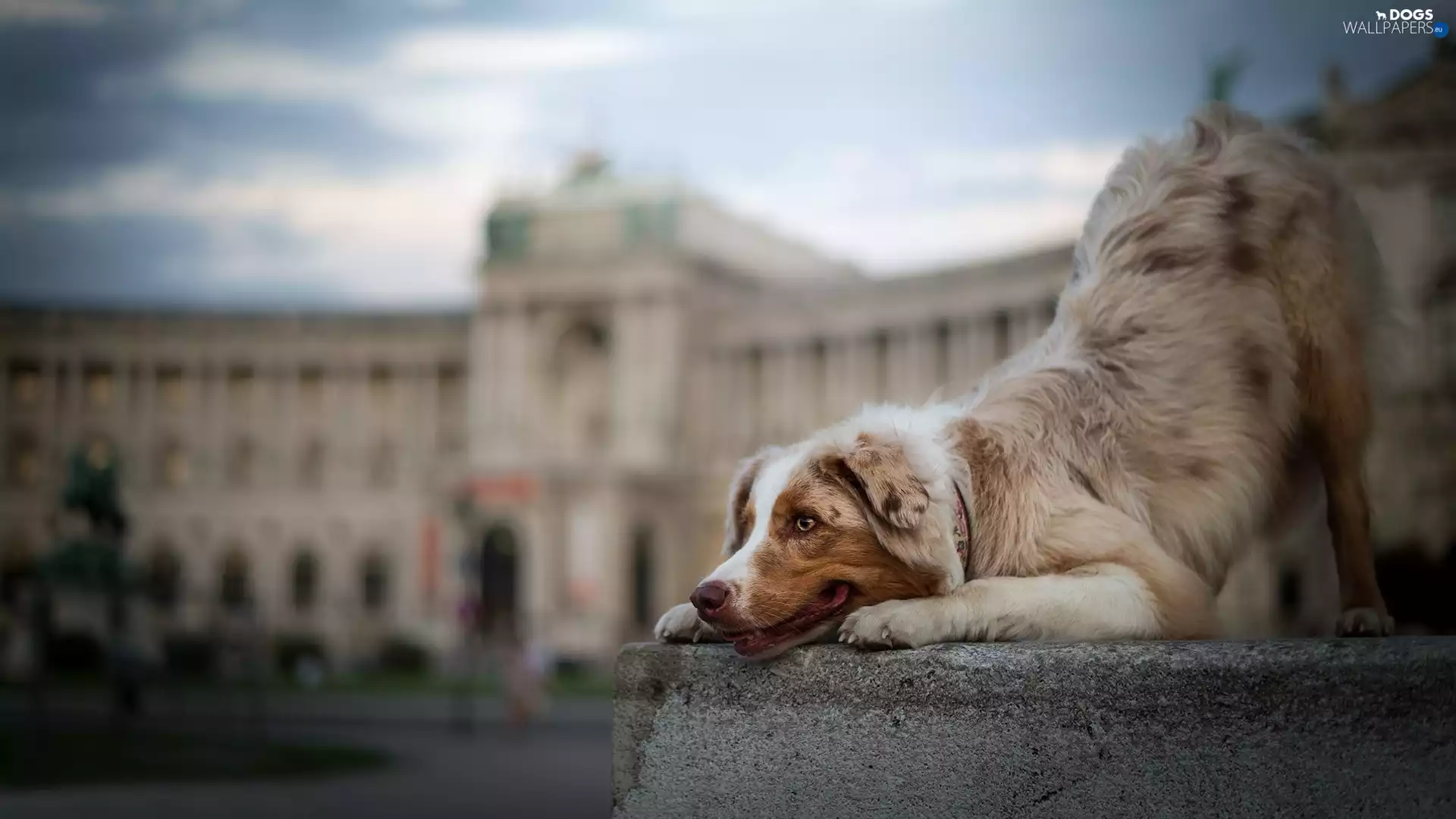 ledge, dog, Australian Shepherd