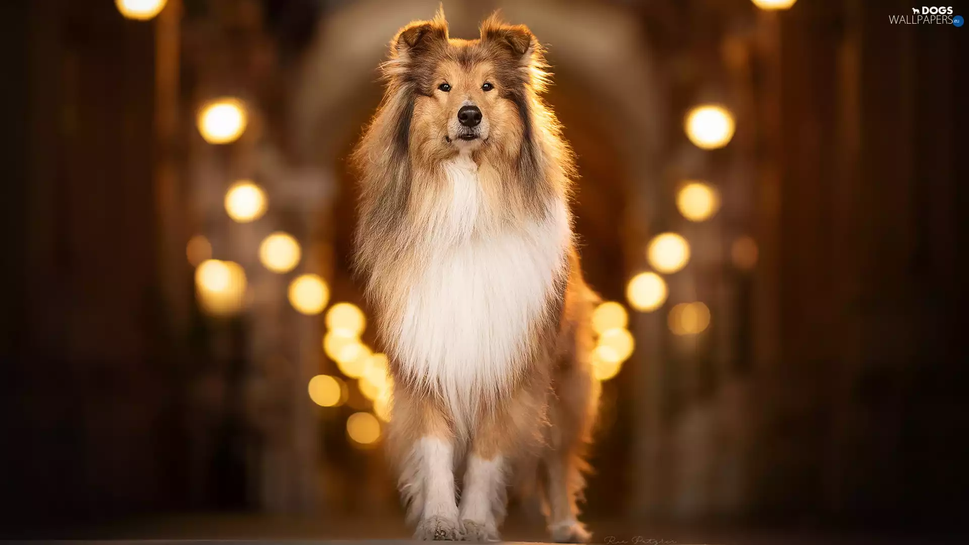 light, dog, Scottish Shepherd