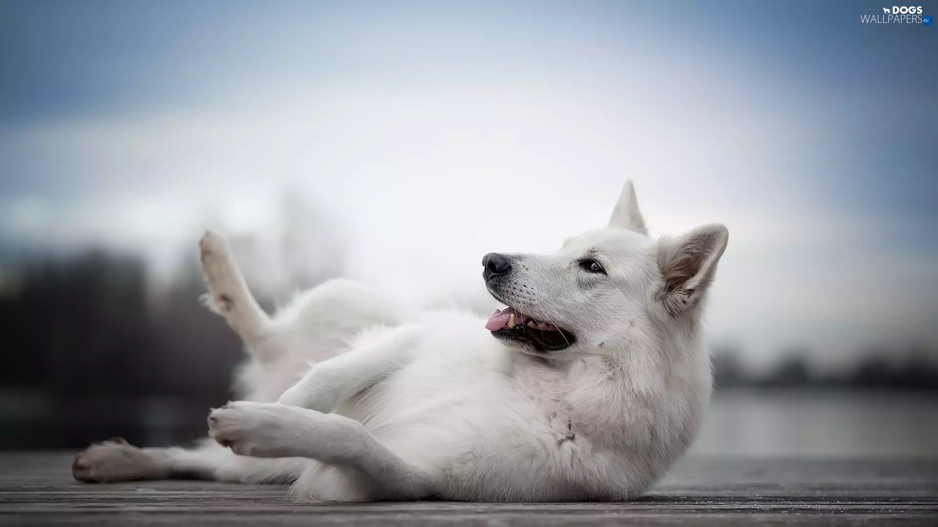 dog, White Swiss Shepherd, footbridge, lying