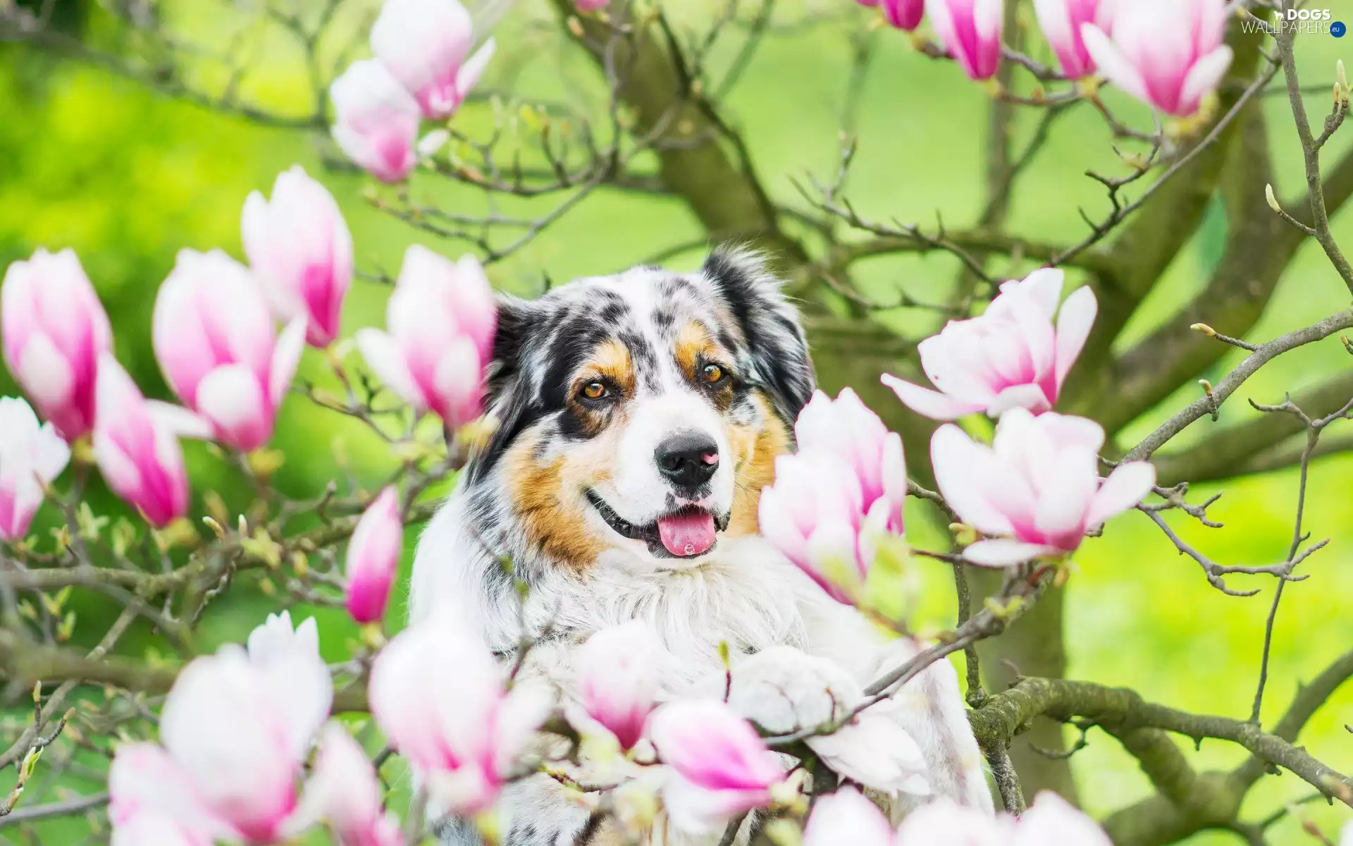 Australian Shepherd, Magnolia, Australian Shepherd