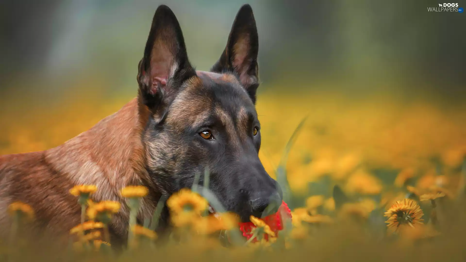 Belgian Shepherd Malinois, dog, muzzle
