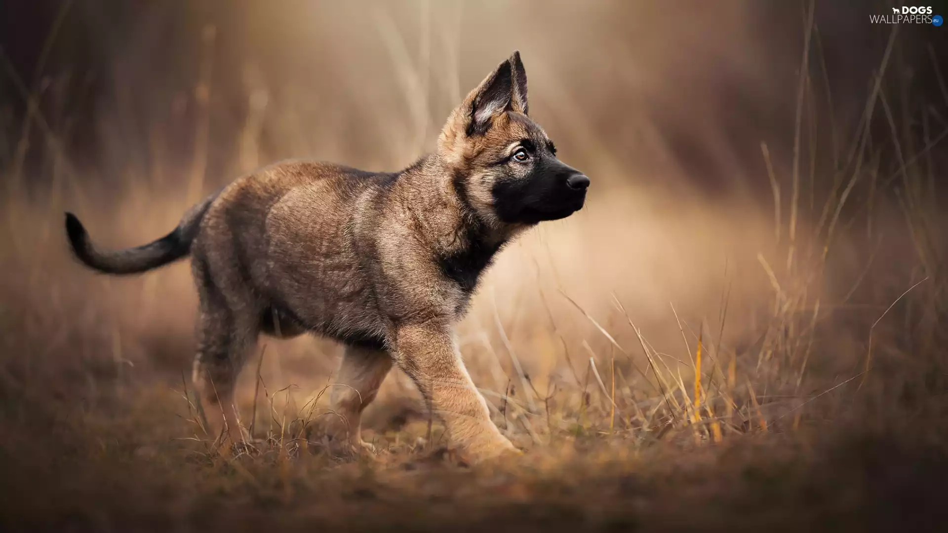 Belgian Shepherd Malinois, dog, Puppy