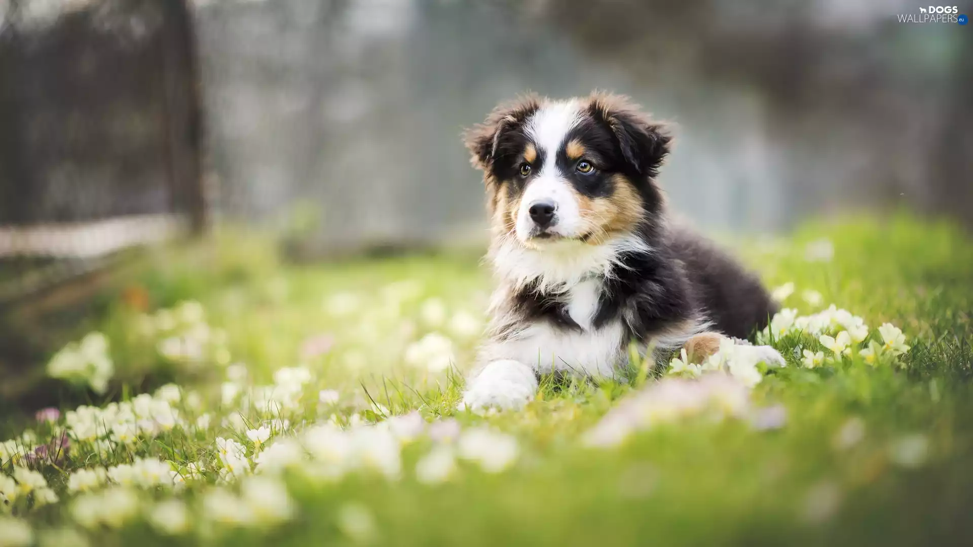 Meadow, Puppy, Australian Shepherd