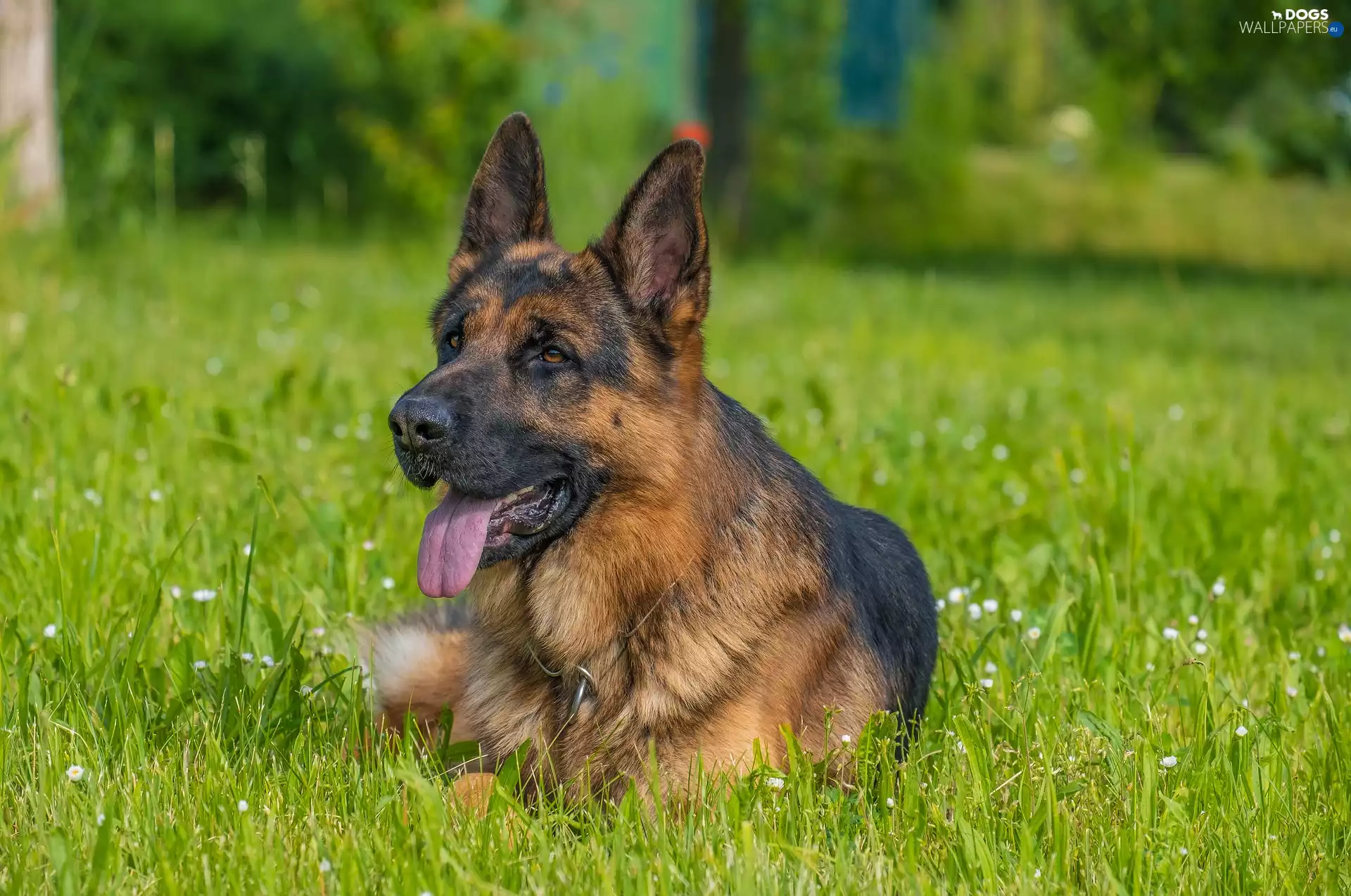 German Shepherd, Meadow, grass, dog