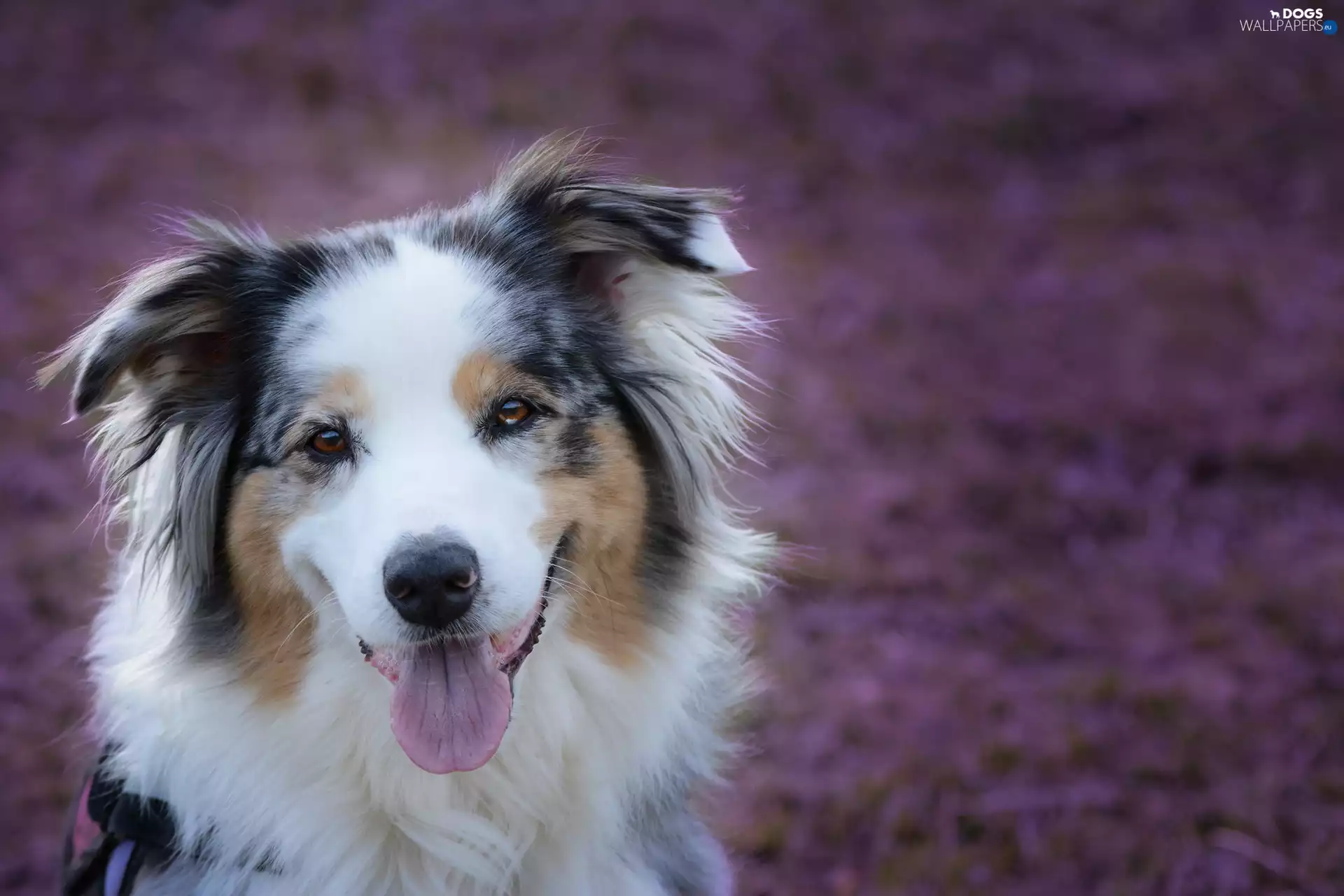Australian Shepherd, mouth, Tounge, Head