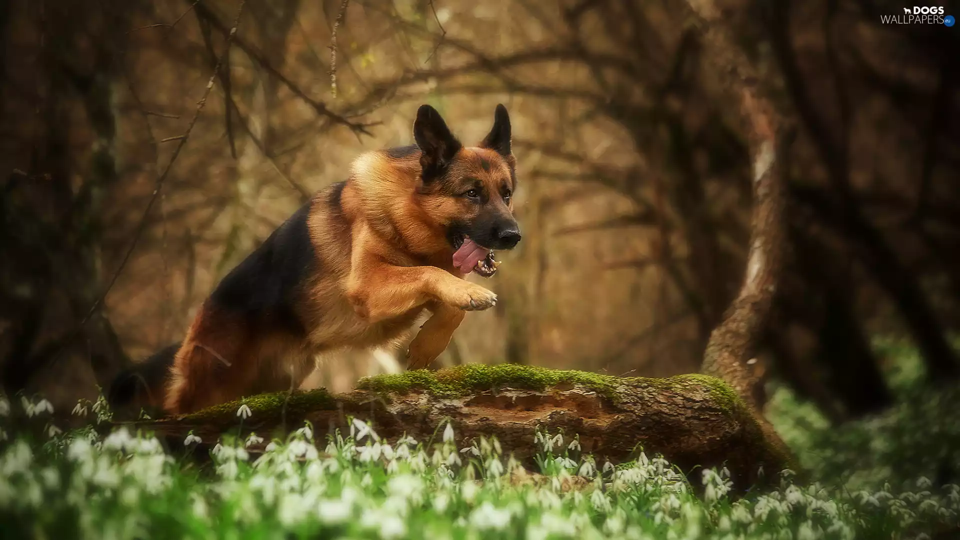 dog, Lod on the beach, jump, German Shepherd